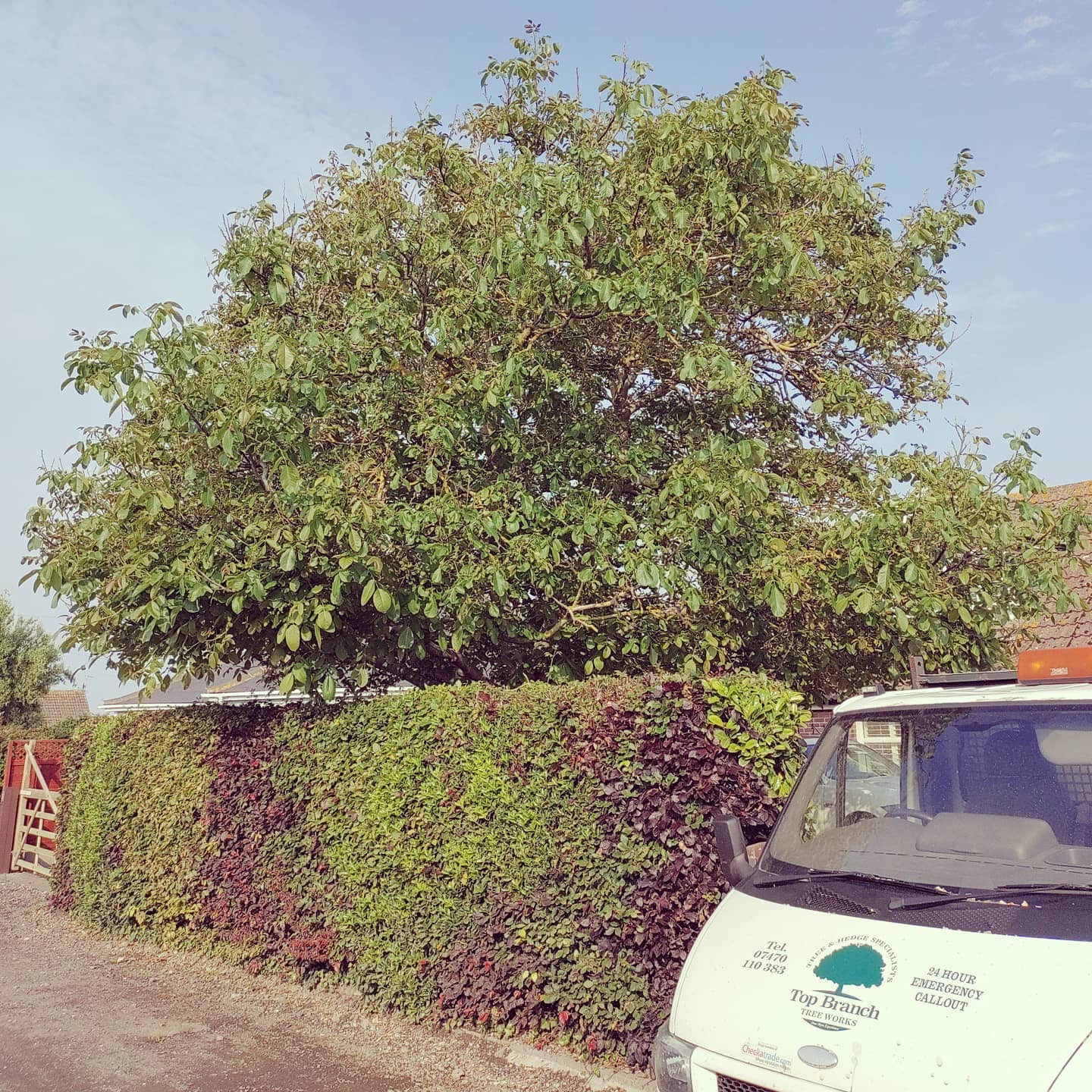 A Walnut & Eucalyptus the team reduced in Selsey 🌳👌