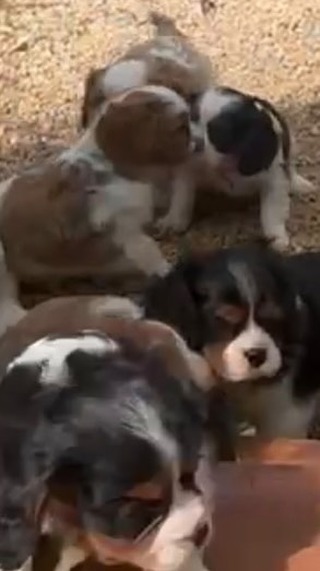 Watch these adorable Cavalier King Charles Spaniels zooming, bounding, and living their absolute best lives in the yard. 🐶💨
These Tinkerpups babies are soaking up every ray of sunshine and we can’t get enough of them. 🌼
If this little spring romp has your heart doing flips, it might be a sign. 💛
✨ Contact us today to bring home one of these precious furbabies! 📩 DM us or click the link in bio.
.
.
.
#tinkerpups #cavalierlife #cavalier #santabarbara #springisinthehair