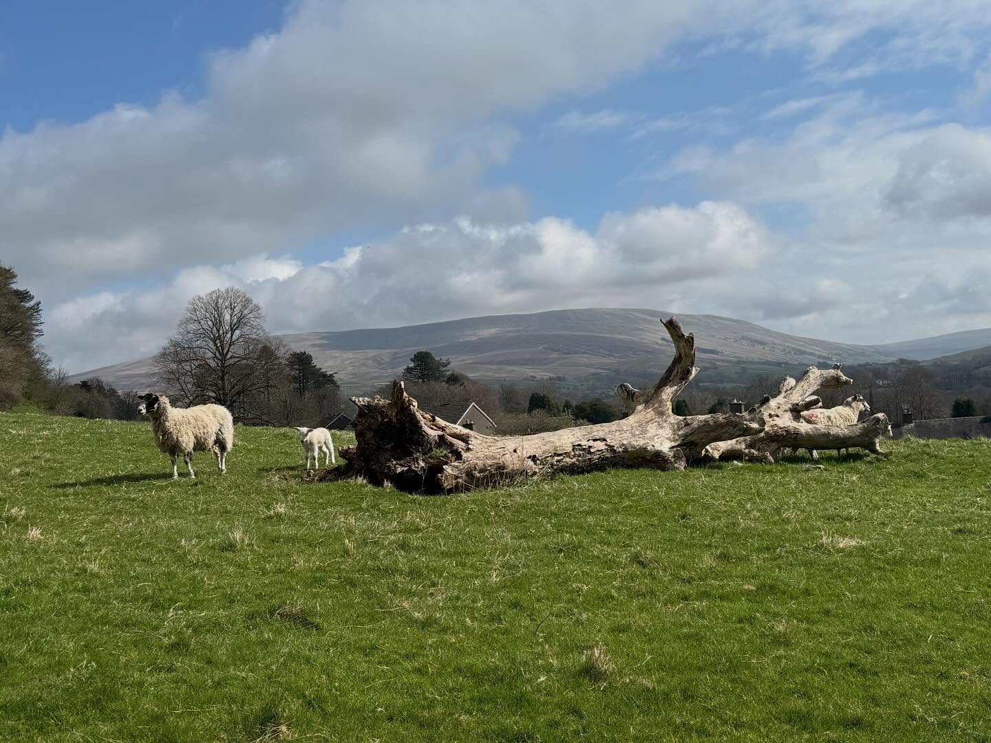 Spring, sun, lambs and rolling hills - what’s not to love?!
#alltogetherwild