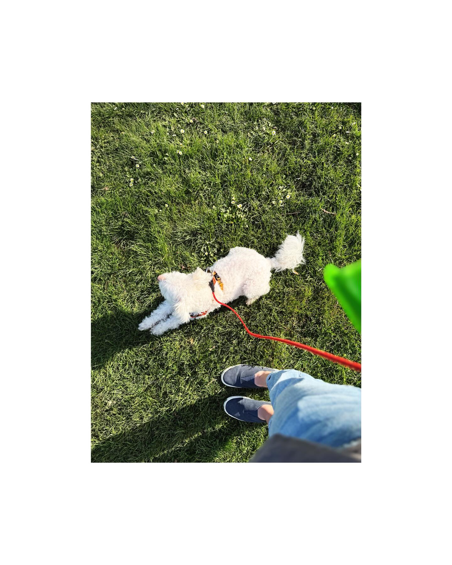 Falkor is my forever main character.
#dogsofinstagram #dog #parkfun #spring #pdx