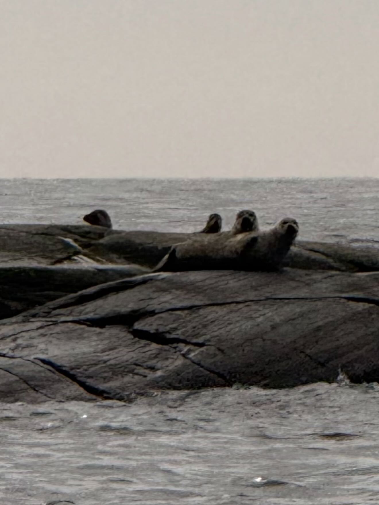 Krogsafari med Sälspaning!
Dagens första grupp fick en härlig tur som bjöd på härligt väder, krogstopp på @hamnkrogenmarstrand följt av sälspaning och ett andra stopp på @astolsrokeri
Ta med vänner eller kollegorna på en härlig upplevelse.
Läs mer på RibX.se
#ribx #ribbåt #kickoff #konferens #konferensaktivitet