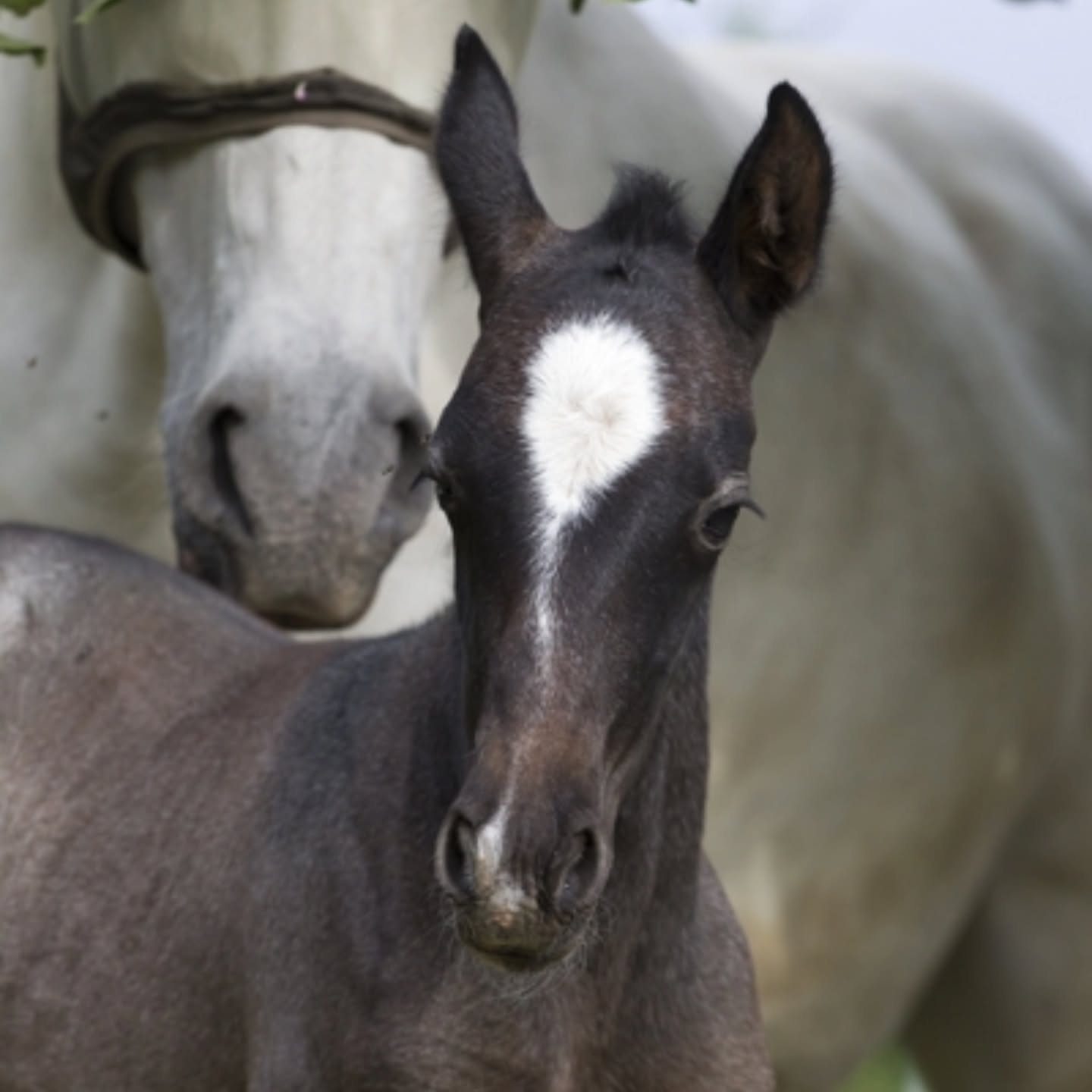 Avelssäsongen 2026
Nu är det dags att planera för hingst om du ska ta ett föl på ditt sto i år!
Våra avelshingstar 34 Pluto Timon, 35 Pluto Cosmo och 30 Favory XXVIII-27 finns tillgängliga för avel från mitten av april.
Vi hoppas att alla lipizzanerstoägare tar åtminstone ett föl på sitt sto, för att hjälpa till att bevara rasen i Sverige, och framförallt för att få ett alldeles eget lipizzanerföl!
Är du osäker på hur allt går till? Eller vet du inte vilken lipizzanerhingst som kan passa juat ditt sto? Tveka inte att höra av dig så försöker jag guida dig.
---
I betalt samarbete med Agria.
I samarbete med Agria bjuder vi på foster- och fölförsäkringen. Försäkringen innefattar bland annat:
▪️3000 kr i livförsäkring.
▪️120 000 i veterinärvårdsförsäkring.
▪️Ersätter om stoet kastar eller resorberar.
▪️Ersätter om fölet blir sjukt och måste behandlas av veterinär.
När ditt sto är konstaterat dräktigt kontaktar du: Angela ”Gela” Hallberg på 070-595 47 51 eller ditt lokala ombud för att få ta del av din nya försäkring.
#lipizzaner #agria