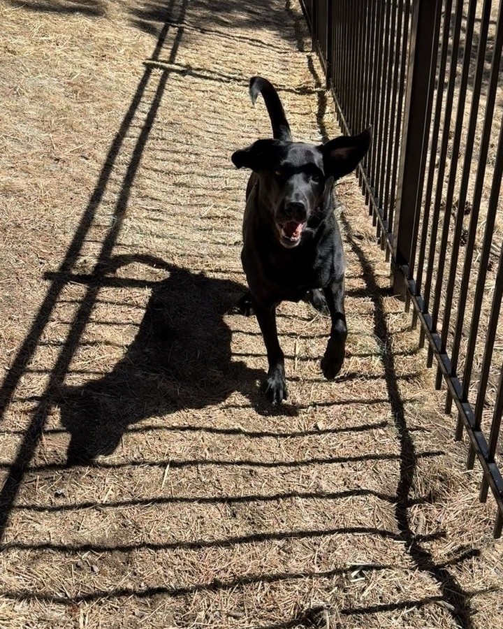 He's our shadow tag champion!
#WoofHoofMew #morrisoncolorado #evergreencolorado #conifercolorado #petsitting #petsitter #dogsofcolorado