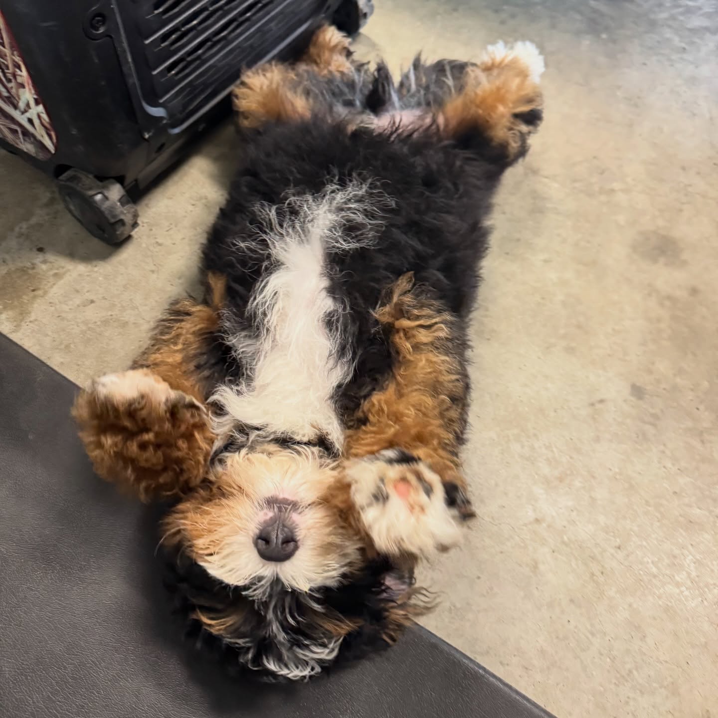 Paws up⦠itās Fri-yay and this little one is already clocked out š¤š¾āØ