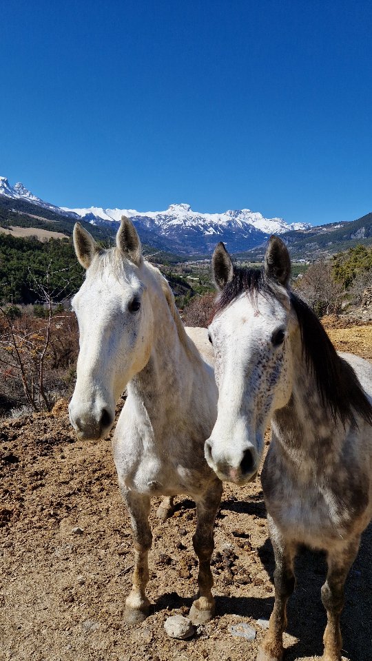 Hier, Luego Favory Danna et Kristo Favory Oceane ont pris la route direction la montagne, à Jausiers, chez @provence_equi_services 🐎⛰️
Comme beaucoup le savent, j’ai eu un accident en novembre avec une fracture vertébrale qui ne me permet toujours pas, à l’heure actuelle, de remonter à cheval. Même si ce n’est plus qu’une question de temps avant de pouvoir remettre le pied à l’étrier, continuer les débourrages montés représenterait pour le moment un risque trop important en cas de chute.
C’est donc ainsi qu’est née la collaboration avec Olivier et Brune, de Provence Equiservice, que je connais depuis déjà quelques années.
Ils ont pris mes deux loulous sous leur aile pour continuer et finaliser leur débourrage.
Kristo y est pour environ 6 mois de travail, tandis que Luego a quant à lui trouvé sa nouvelle famille et restera là-bas.
Merci à Brune et Olivier pour leur gentillesse, leur confiance et de prendre soin des loulous 🤍