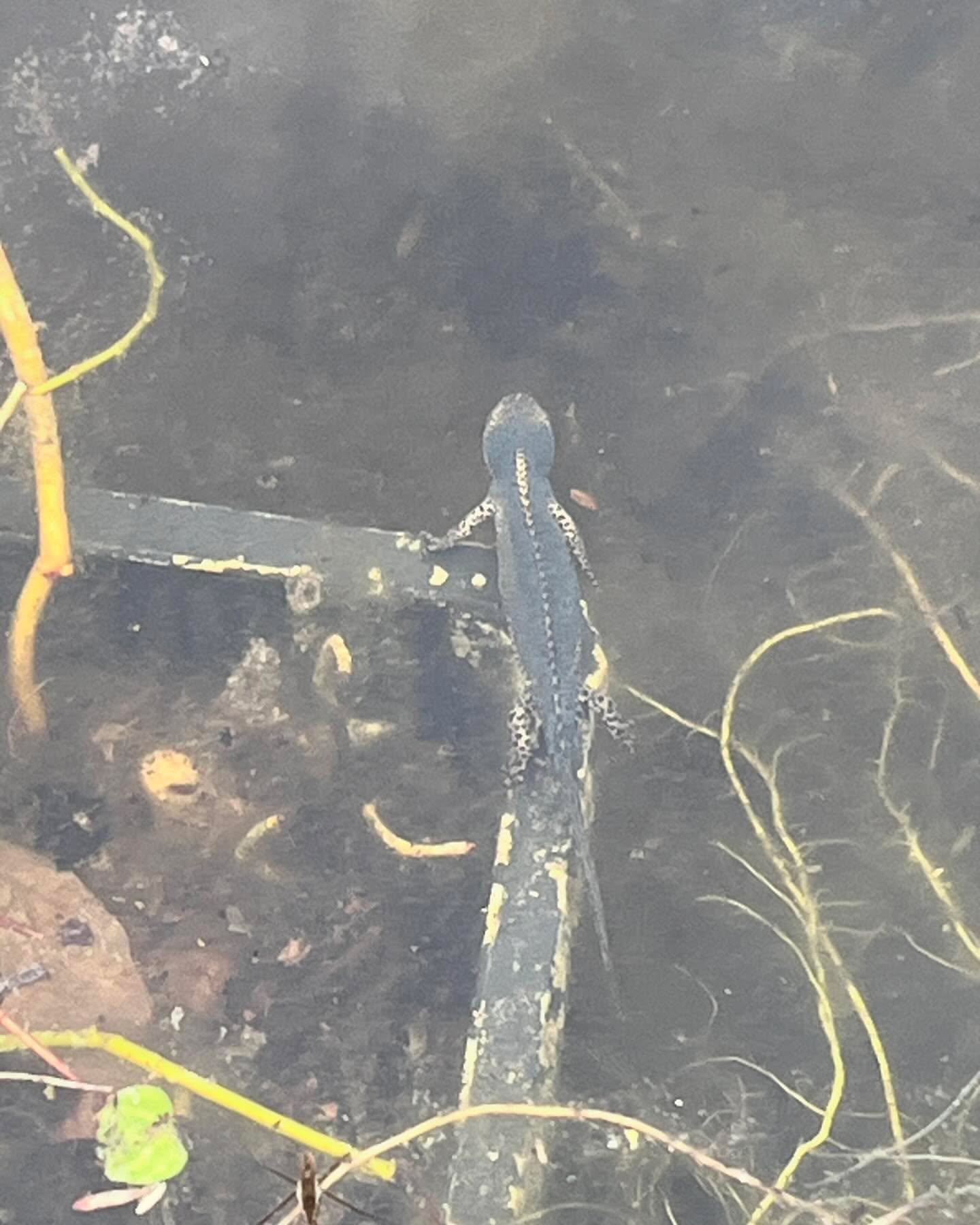 Volop leven in de vijver. De alpensalamander is weer present.