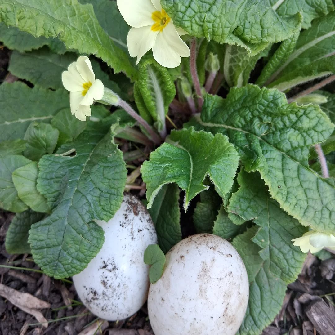 Spring!🦆🌱🪺
.
.
.
.
What a welcome sight you are
.
.
.
.
#ducklings
#duckeggs
#duckeggblue
#runnerducks