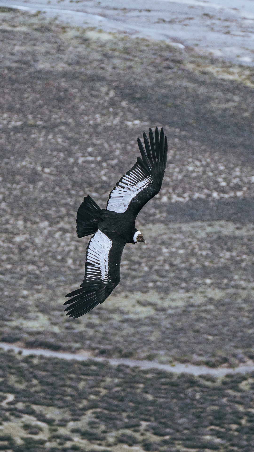 En los cielos de la Patagonia, el cóndor andino vuela libre 🌿
Su papel como carroñero mantiene el equilibrio del ecosistema, recordándonos la importancia de cada especie.
En Fundación Cerro Guido Conservación trabajamos para proteger este delicado sistema y que la naturaleza siga coexistiendo.
-
In Patagonia’s skies, the Andean condor soars freely 🌿
As a scavenger, it helps maintain ecosystem balance, reminding us of the value of every species.
At Fundación Cerro Guido Conservación, we work to protect this delicate system so nature can continue to coexist.
Videos: @agurosello
#CóndorAndino #Patagonia #VidaSilvestre #Conservación #CerroGuido