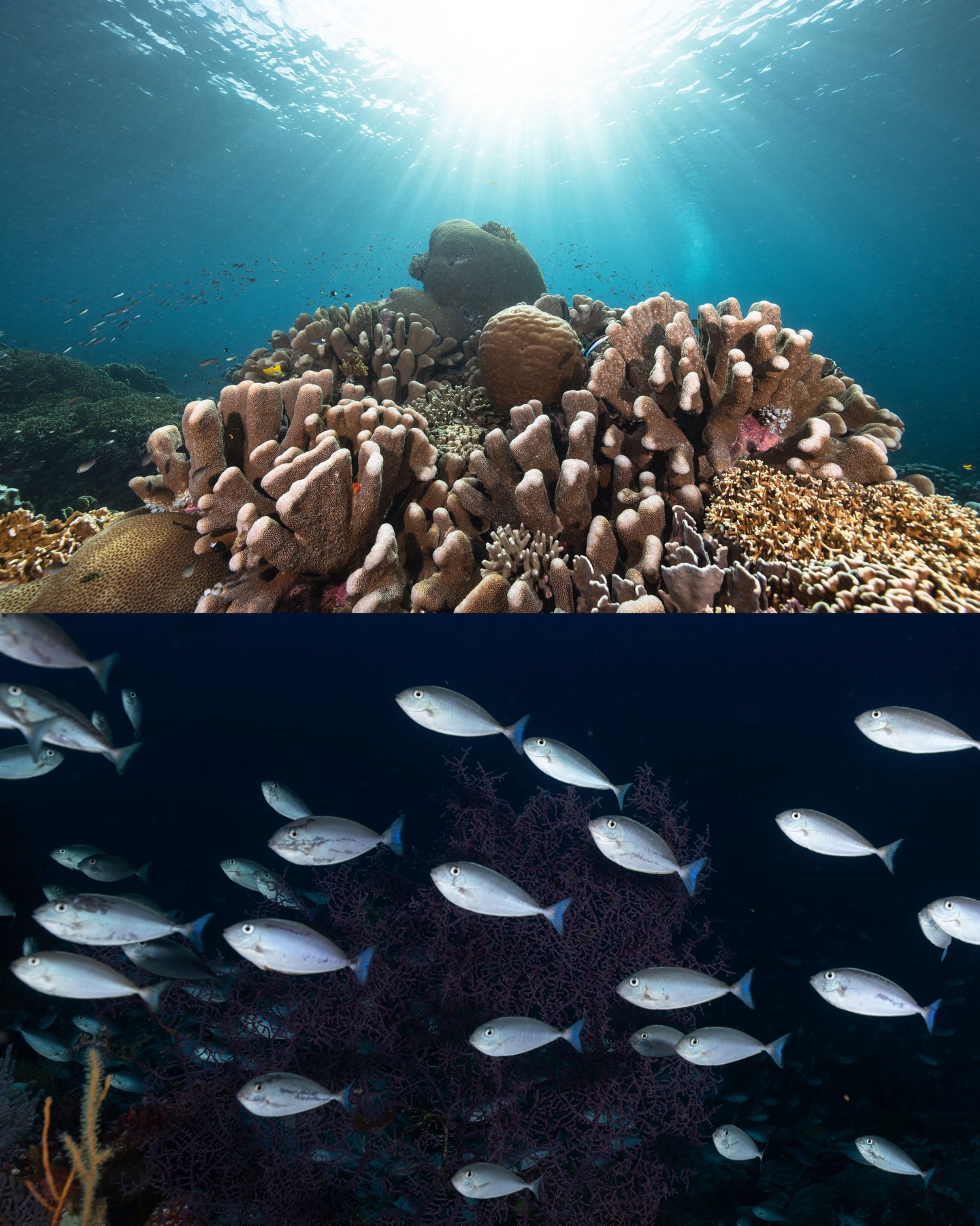 Frames captured in the Banda Sea last year!
Last September we left the isolated Kei Islands, located in the southeast of Indonesia, and cruised through some of the lesser-explored reefs of the region.
The Banda Sea has some of the deepest ocean in Indonesia, where vast upwellings support many marine species, including one of my favourites, the pygmy blue whale!
Bursting with marine biodiversity and vibrant, healthy reefs, it’s an exciting experience to spend time underwater there.
Join us this year, spots are still available on our September trip! 🌊 @expeditionbiru
#diving #oceans #nature #bandasea