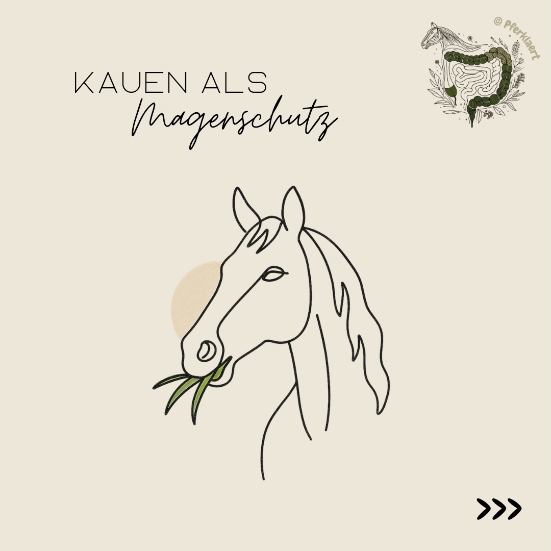 Das Kauen ist für Pferde weit mehr als nur die Zerkleinerung von Nahrung - es ist der zentrale Motor für den natürlichen Magenschutz. Als ursprüngliche Steppentiere sind Pferde darauf angewiesen, fast ununterbrochen kleine Mengen strukturreichen Futters aufzunehmen.
Der entscheidende Unterschied zwischen Pferden und vielen anderen Säugetieren liegt in der Produktion des Speichels und der Magensäure. Während der Mensch bereits beim bloßen Anblick oder Geruch von Essen Speichel bildet, produziert das Pferd diesen ausschließlich während der mechanischen Kaubewegung.
Pferdespeichel ist reich an Bikarbonat-Ionen. Diese wirken als hocheffektiver Puffer, der die Magensäure neutralisiert und den pH-Wert im Magen stabilisiert.
Die Bedeutung des Speichels wird besonders deutlich, wenn man die Arbeitsweise des Pferdemagens betrachtet: Er produziert kontinuierlich Salzsäure und zwar völlig unabhängig davon, ob das Pferd frisst oder nicht.
Steht das Pferd vor einem leeren Trog und kaut nicht, fehlt der alkalische Speichel als Gegenspieler. Der pH-Wert kann dann massiv absinken, was die Magenwände schädigen kann.
Dazu kommt, dass der Pferdemagen zweigeteilt ist: Der untere Teil (drüsenhaltig) besitzt eigene Schutzmechanismen gegen Säure, doch der obere Teil (drüsenlos) besteht aus einem empfindlichen Plattenepithel ohne eigenen Schutzfilm.
Dieser Bereich ist auf das Management des Mageninhalts angewiesen durch ausreichend Raufutter und Speichel.
Lange Fresspausen gelten als kritisch, da in dieser Zeit keine Pufferung durch Speichel stattfindet. Die Folge sind häufig Magengeschwüre, da die Säure ungehindert die Magenwand schädigen kann.
👉🏻Ein Pferd, das kaut, schützt sich also aktiv selbst.
Möchtest du tiefer in die faszinierende Welt des Pferdemagens eintauchen? Mein Skript „Magen & Magenerkrankungen“ bietet dir auf 270 Seiten fundiertes Wissen, klare Erklärungen und wissenschaftliche Einordnungen.
✨ Den Link zum Skript findest du in meiner Bio.
Achtest du bei deinem Pferde eher auf die Gesamtmenge des Futters oder auf die Länge der Fresspausen? ⬇️💬