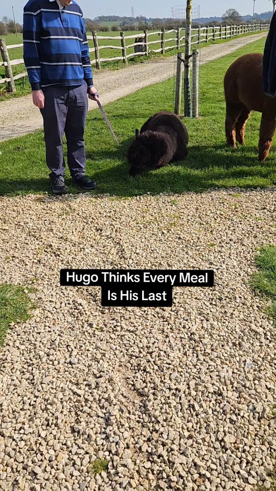 Hugo hasn’t eaten in 5 minutes… clearly starving 🦙
#wiltshirealpacas #alpaca #funnyanimals #animalsoftiktok #thingstodoinuk