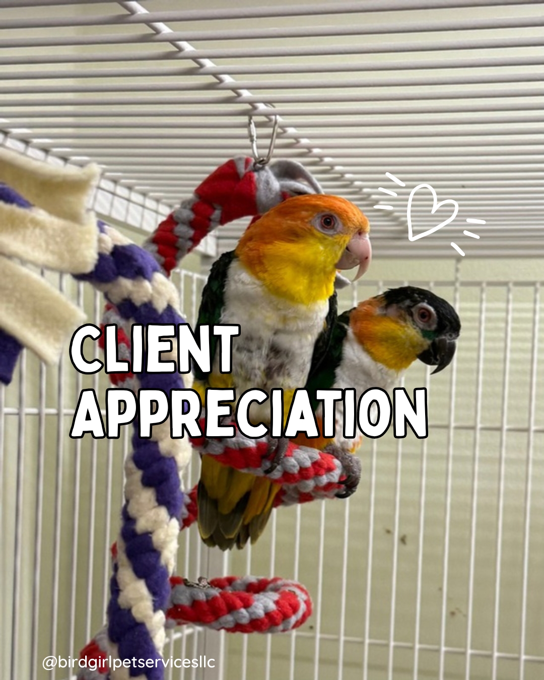 We’re incredibly grateful for the Long Island exotic pet community.
From first-time bird owners to experienced reptile keepers — your commitment to proper care makes a difference.
Thank you for trusting Bird Girl Pet Services with your animals. It’s a responsibility we don’t take lightly 🤍