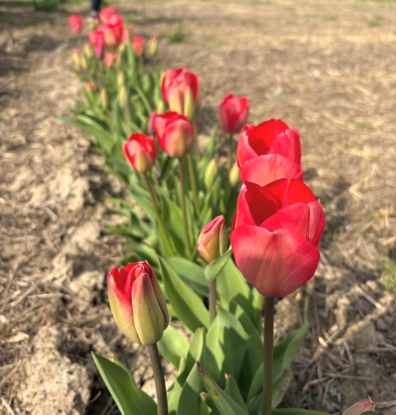 Pick your own tulips @felderlandfarmpyo 🌷
Opening weekend: 28/29 March.
Tap their account for all details.
From pick your own to floristry displays, coffee and cake to cocktails and culture.
From river walks to reformer Pilates.
There’s something for everyone in Sandwich.
📍 #whatthreewords: Catching · Intrigued · Analogy
#VisitSandwich #SandwichTown #SupportLocal #pickyourowntulips