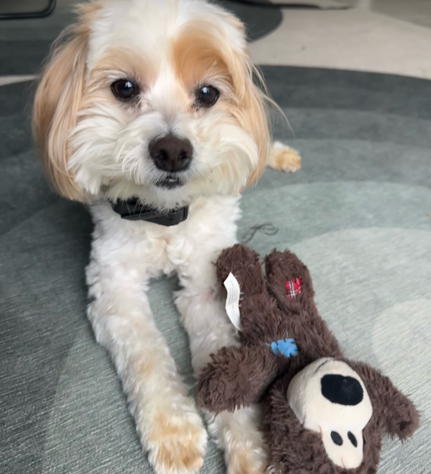 Rocky mannnnn 🎶
Rocky is 3/4 of the way though his board and train and we are super happy with his progress! I’ve grown quite fond of him 💜
He is an insecure guy that makes all the rules in his home and that was causing some mayhem and dysfunction. We have had lengthy conversations with his family about what lifestyle changes need to be put into place for them to be successful, and they had already started implementing some of them in the months leading up to his B&T making the transition easier for him and me 👍🏼👍🏼
Some of his family’s biggest issues are with him getting snappy and aggressive with the kids in the home. When they are running around he barks and tries to nip at them, he resource guards bones, steals things and guards those, has bitten the kids when they’ve tried to grab his leash to get him off furniture, he was still having accidents in the house at 4 years old, and they were unable to confine him without temper tantrums.
While most owners see these big issues as things that need to be addressed right away with training, I started looking for other smaller things that we could use as leverage to make these bigger things go away or at least easier to manage. For example: he throws the breaks on and refuses to move on leash if he doesn’t like the direction you’re going, screams if you try and use the leash to make him do something, will go on long hunger strikes until he gets something different or better, demand barks until he gets what he wants, chews through leashes, refuses to drop the ball during play, can’t be confined or tied back without having a full blown meltdown, poops and pees in the crate constantly and smears it everywhere. It’s a typical case of a dog making all the rules for himself and everyone else in the home. But all that control he had didn’t make him happy or fulfilled. He was stressed, anxious, and unable to cope with difficulty.
We spent his first week or so working on that attitude. Taught him very quickly he doesn’t make the rules and using our head over our heart, logic over emotion and he’s thriving. The transformation is incredible. BUT! The real training begins when he gets home! Stay tuned 😁