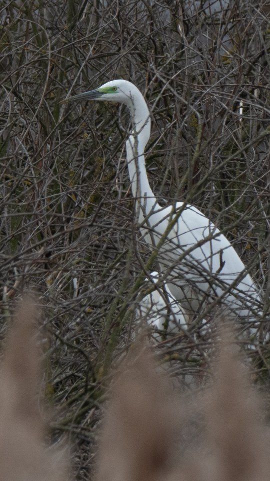 Через недостатньо чіткі фото на телефон iNaturalist визначив на фото чепур малих, чим мене сильно здивував. Тож довелося на прогулянку взяти фотік, щоб зробити чіткіші фото.
В нашому регіоні я зазвичай якщо бачу білих чапель - то це чепура велика, безоговорочно. А тут мене охопив сумнів.
Трохи спантеличив темний колір дзьобів, тож довелося пізніше ще перечитати всі особливості опису великих, чепур, малих і навіть середніх. Багато цікавинок можна знайти у звичних речах ))
