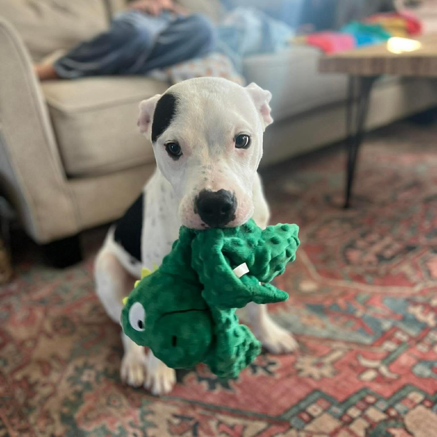 Gus has spent his whole life in a foster home. He’s loved, he’s safe… but it’s still not his. We want him to finally know what it feels like to belong somewhere forever.