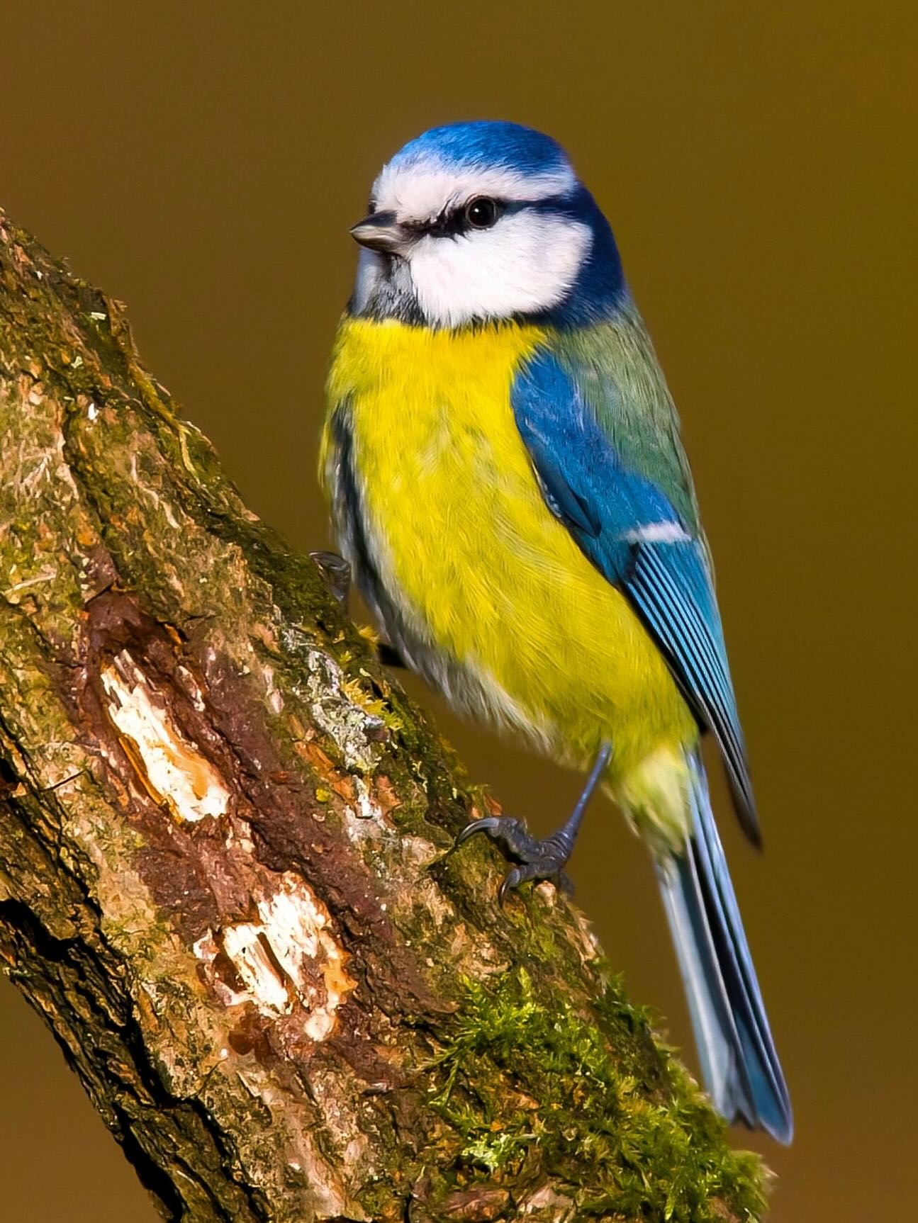 Blaumeise, nahezu immer farbenfroh und zutraulich wirkend und jedesmal ein besonderes Erlebnis diesen tollen Vogel fotografieren zu dürfen.
Blaumeisen sind echte Energiebündel. Sie turnen kopfüber an Ästen, picken geschickt Insekten aus Ritzen und haben keine Scheu, auch größere Vögel zu vertreiben. Im Winter werden sie zu Stammgästen an Futterstellen.
Ihr Gesang ist hell und schnell, fast wie ein kleines musikalisches Funkeln – kurze, hohe Töne, die wie „zi-zi-zi“ klingen.