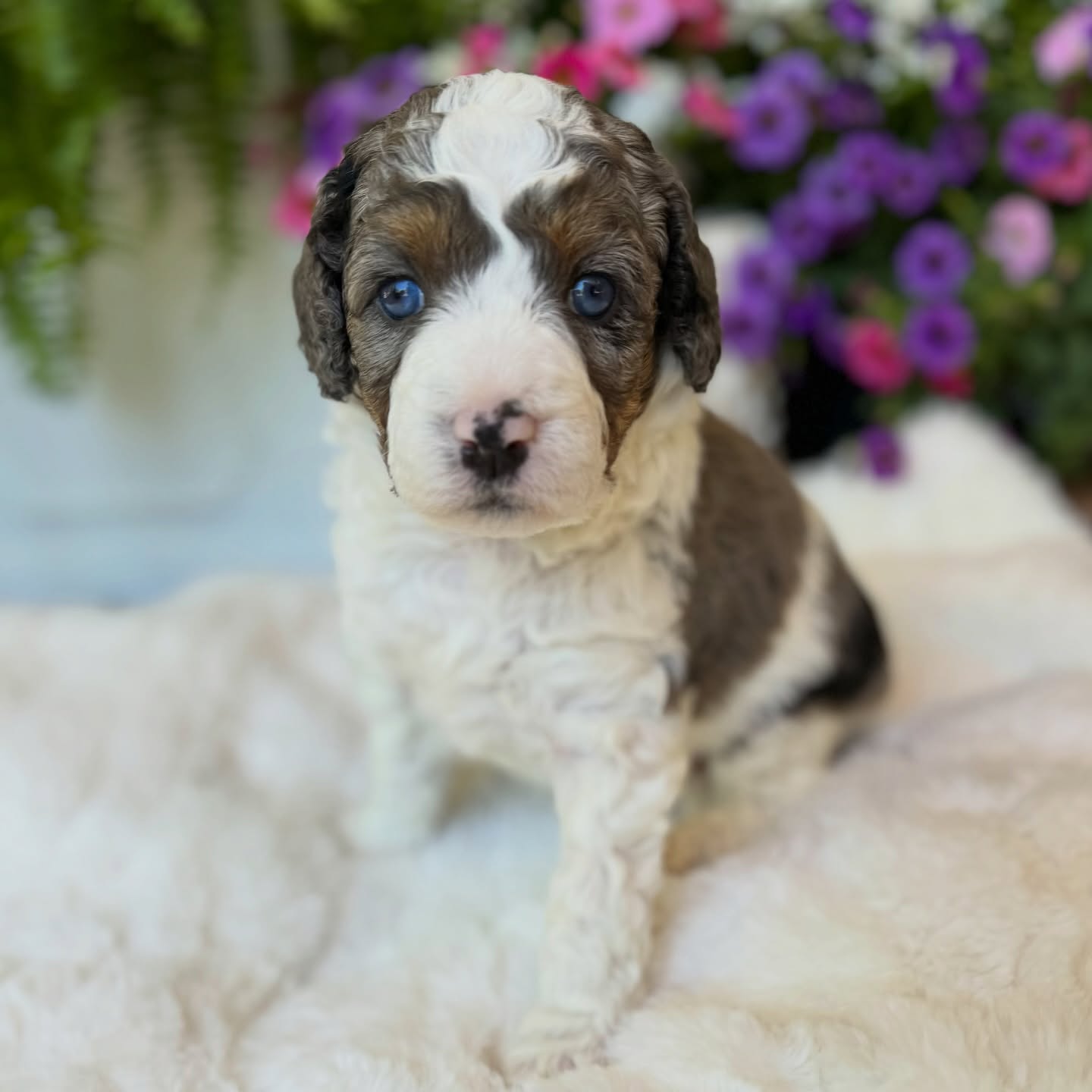 Not just beautiful⦠intentional.
Clean, classic, and sleek in all the ways that matter. āØ
A true chefās kiss ! Zali, formally Chloe
from Bitty x Waylonās Australian Mtn Doodle litter. š¤
