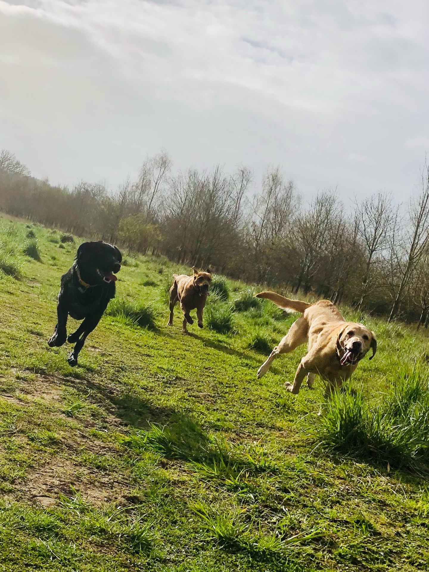 🐾❤️👌😁
If your dog would like to have a walk with us then contact us at www.ardendogwalking.co.uk and check out our half-day experience.
#ullenhall #tanworthinarden #hockleyheath #henleyinarden #dog