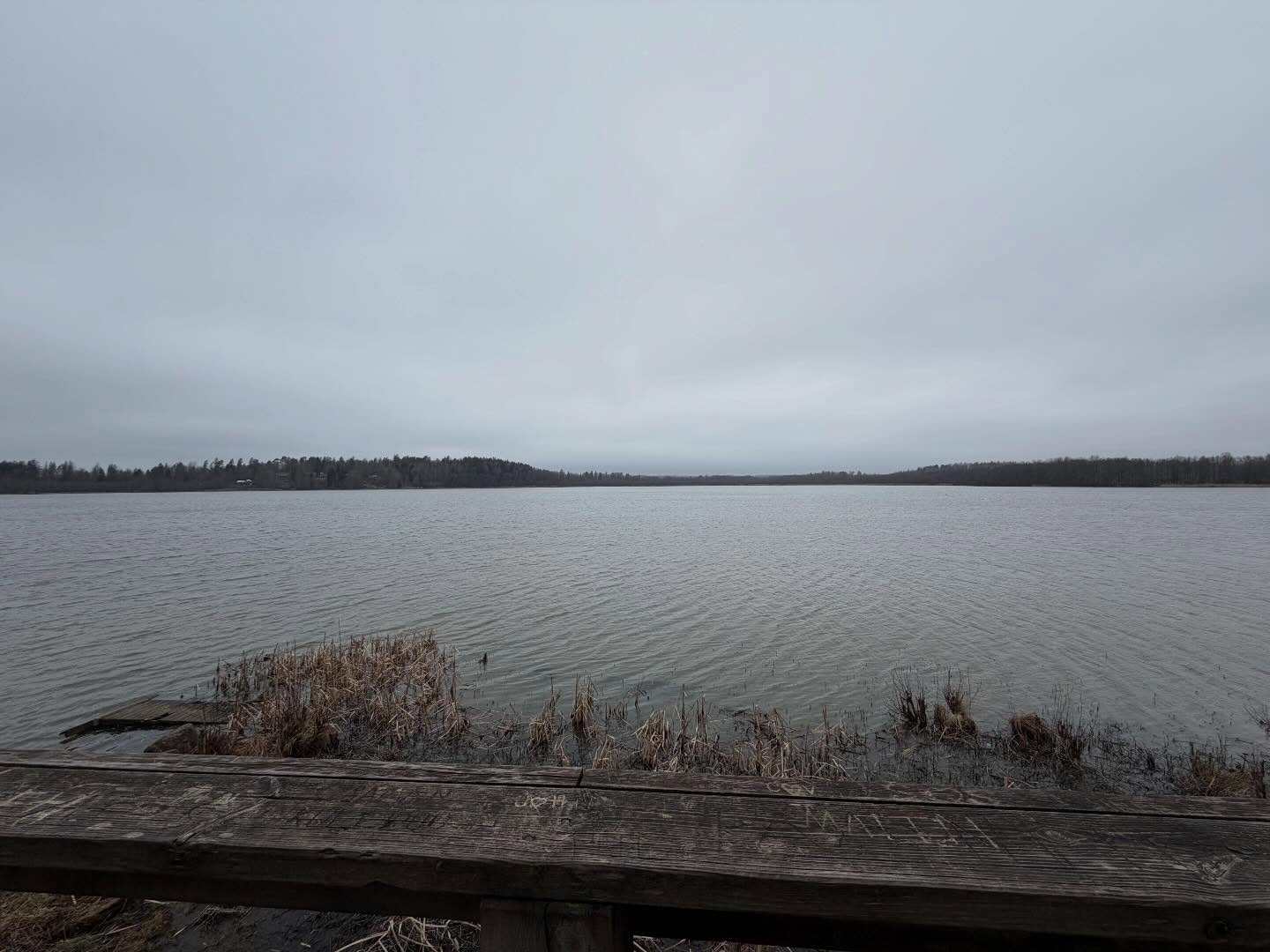 Matalajärven tilanne. Noin 100 lintua näkyvillä järvessä.
