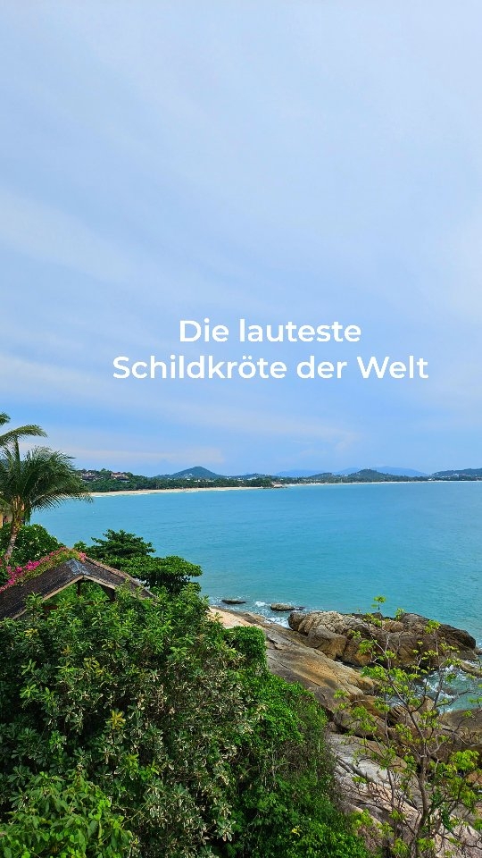 Die Riesenschildkröten auf La Digue gehören zu den bekanntesten Tieren der Seychellen.
Vor allem die Aldabra-Riesenschildkröte kann über 100 Jahre alt werden und beeindruckt nicht nur durch ihre Größe, sondern auch durch ihr Verhalten🤣
Auf La Digue kann man diese Tiere oft ganz entspannt aus nächster Nähe beobachten, manchmal eben auch in etwas… lauteren Momenten 😂🙈
Wenn du Glück hast, erlebst du Natur komplett ungefiltert, genau das macht die Seychellen so besonders.
➡️ Speicher dir dieses Video für deine nächste Seychellen-Reise. Du wirst es brauchen.
Folge mir 👉 @chrissiontheroad
für echte Realität unterwegs, Reisetipps & Reiseinspiration.
#seychelles #reisen #travel #solotravel #urlaub