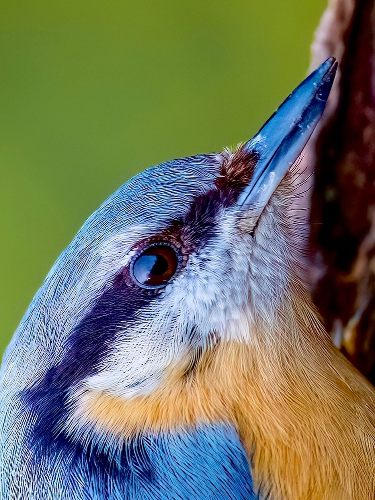 Auge in Auge mit dem Kleiber.
Der Kleiber ist der einzige Vogel in Mitteleuropa, der baumstämme kopfüber herunterlaufen kann. Während andere Vögel eher hüpfen oder nach oben klettern, macht er einfach den „Spiderman“ unter den Vögeln.
Der Name kommt von „kleben“:
Er verkleistert Baumhöhlen mit Lehm, um den Eingang genau auf seine Größe anzupassen.
So bleiben größere Feinde draußen. Ziemlich cleverer Türsteher 🏠