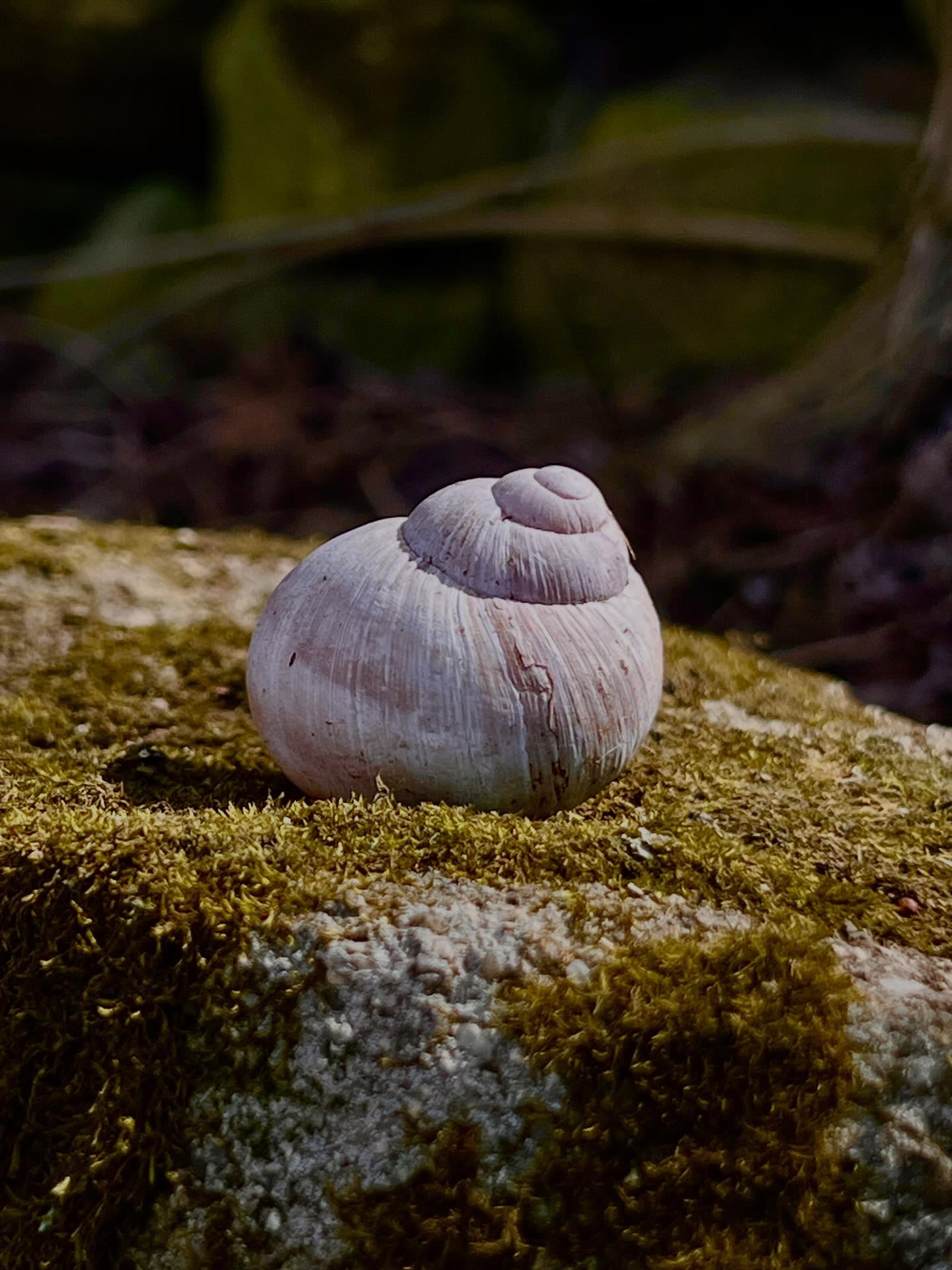Weingartenbesucher 2/3
#kamptal #langenlois #pointofviewfoto