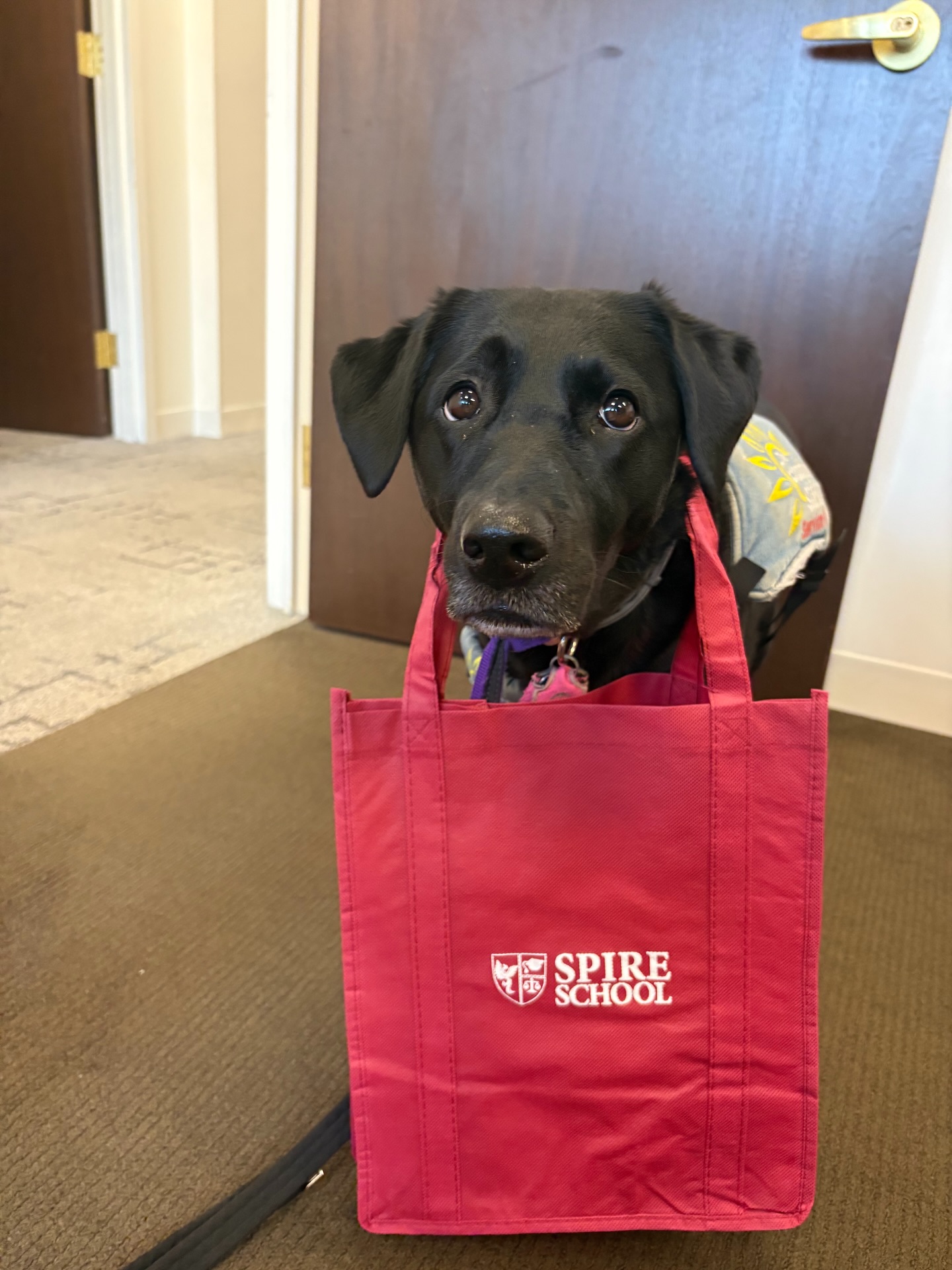Thank you to two of our Student Ambassadors ( + Piper) for helping us fill the swag bags for tomorrow’s Roundtable attendees! 😄🥳
#therapeuticdayschool #fairfieldcounty #westchestercounty
