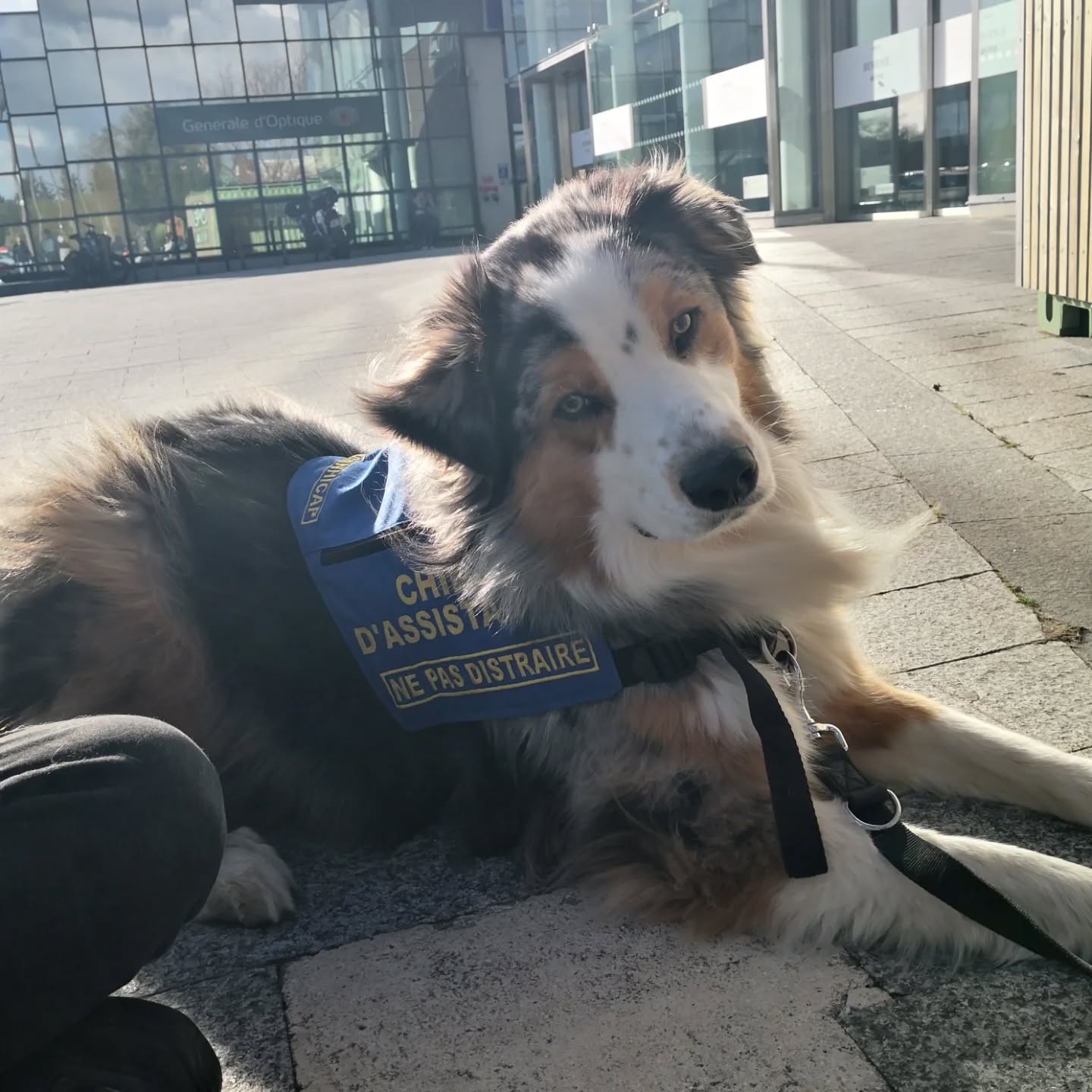 Voltaire, chien d'assistance en accès public.