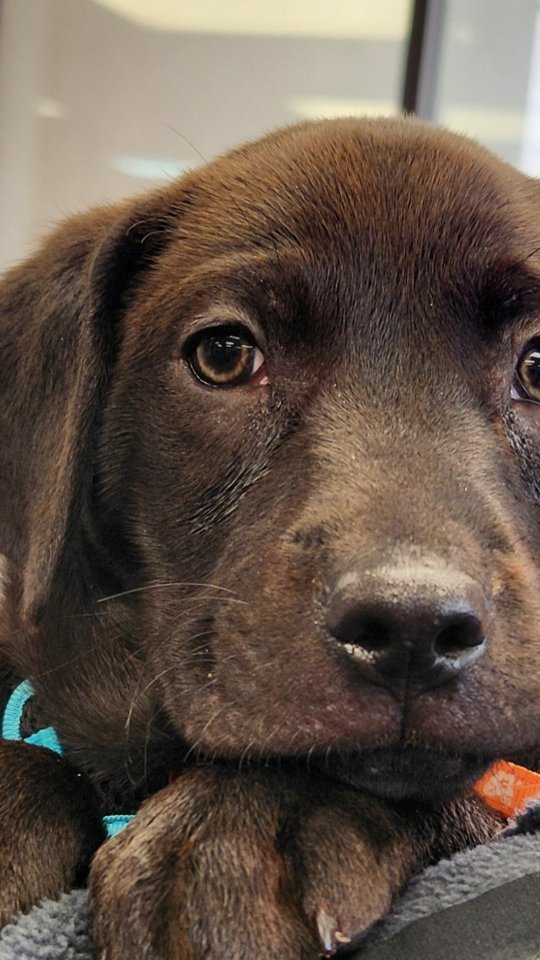 Please help us rename Chunky! Comment ⬇️. If your puppy 🐶 name is chosen, a $50 donation will be made to @pawsofwar in your name. #carplukteam #longislandrealestate #pawsofwar #givewherewelive