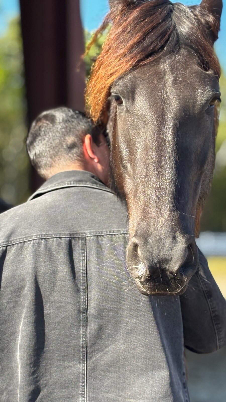 A unique equestrian sanctuary located in Morriston, Florida, home to one of the largest Friesian horse herds in the United States.
Designed to create connection, presence, and unforgettable moments with these majestic Friesan horses.
Experience the beauty and power of the Friesian horse up close, with opportunities for interaction, observation, and shared activities.
Book your visit:
https://www.ranchoreposo.net/tour-rr
#VNVideoEditor #ranchoreposo #experience #friesanhorse #thingstodoinocala