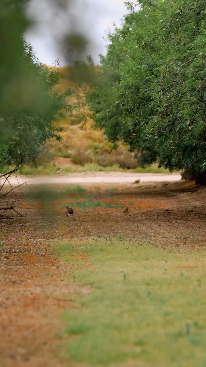 Rodent pressure isnโt the same everywhere.
Match the control to your crop and target the pressure before it spreads.
Book with Caddyshack Rodent Control!
๐ North & Central Valley: (209) 564-8207
๐ South Valley: (559) 395-2537
#CaddyshackRodentControl #RodentControl #OrchardCare #AgServices #CropProtection