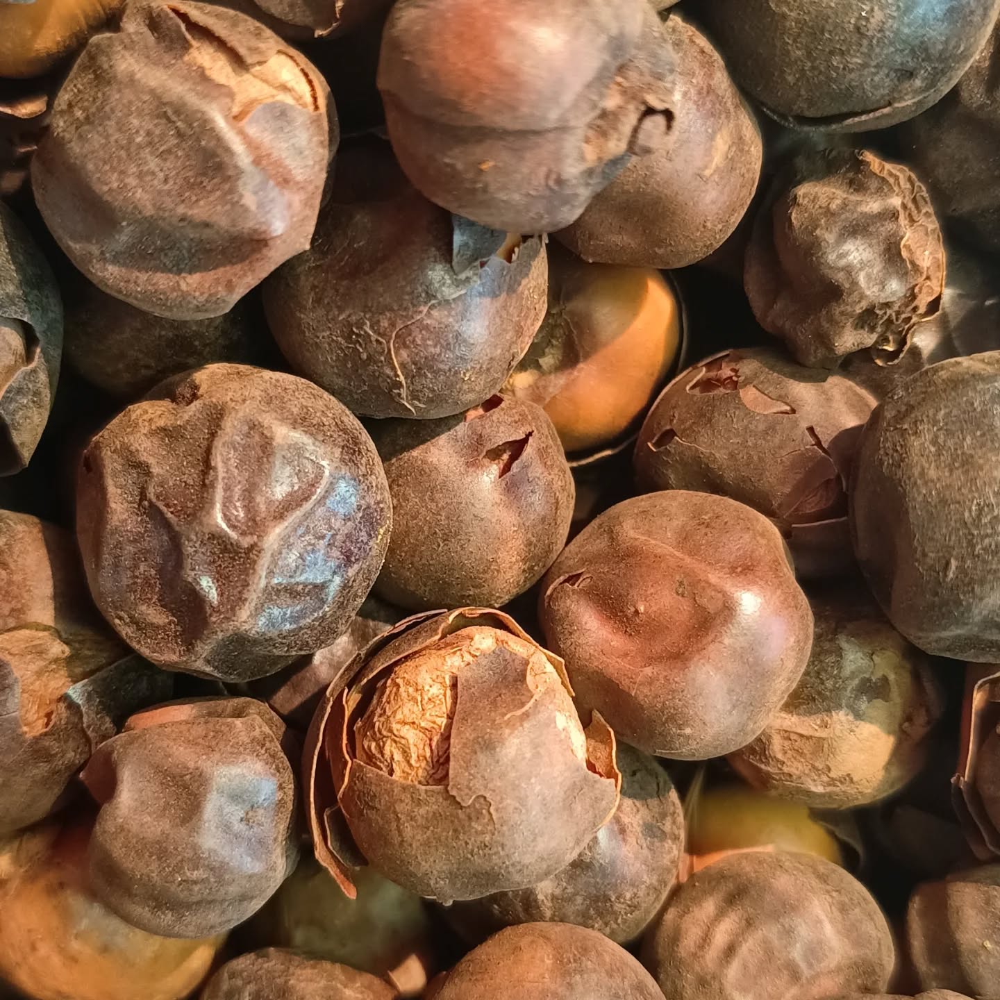 (Afrostyrax lepidophyllus) Also known as African Country Onions / Rodelles / Olum/ Bobimbi
“The onion of the countryside”, is the nut from a West African (Cameroon, Gabon & Ghana) rain forest tree and
not related to onion at all.
It has a smokey undertone and a very strong garlic flavour.
In Cameroon its fruits /slices, as well as its bark /Olum, are used in dishes such as “Yellow sauce”, “Mbongo”, “Nkui”, yellow sauce, nkwem without salt, pepper soup ect.
#spiceshop #exoticspices #hartbeespoort #herbsandspices #countryonion #africanspices
