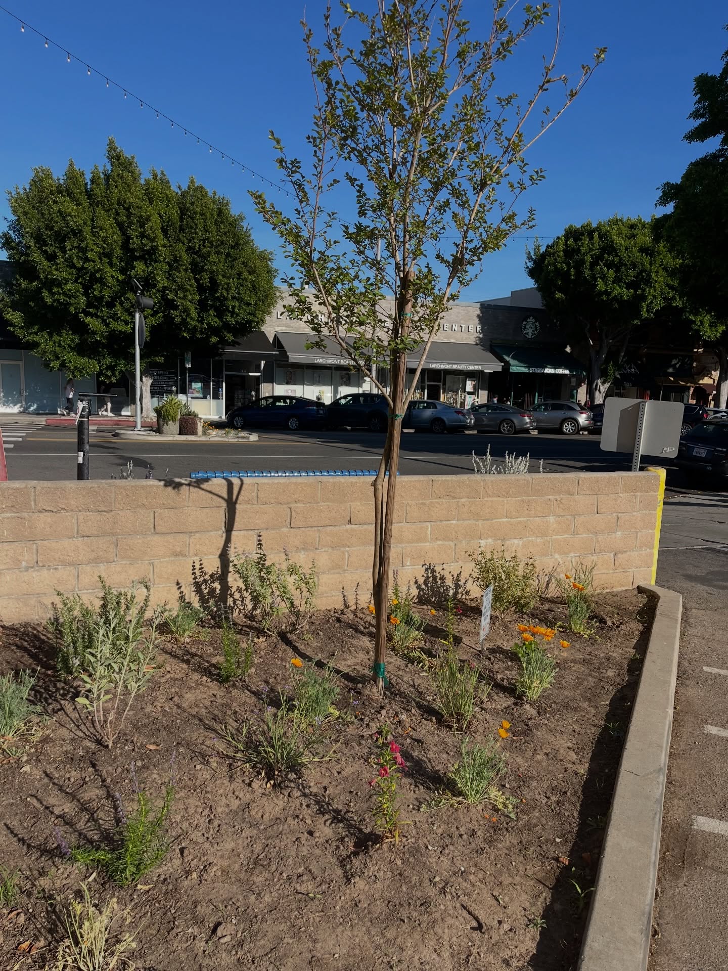 And in just a few short weeks the trees & flowers are blooming and we’ve added some boulders.
It’s coming along nicely… thanks Larchmont Chronicle, for the mention. #larchmont #landscape #nativeplants #virgodesignsandlandscaping