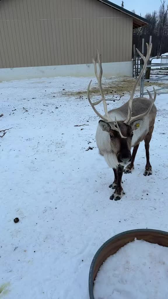 Who’s the boss? #boss #antler #reindeer #kenai #alaska