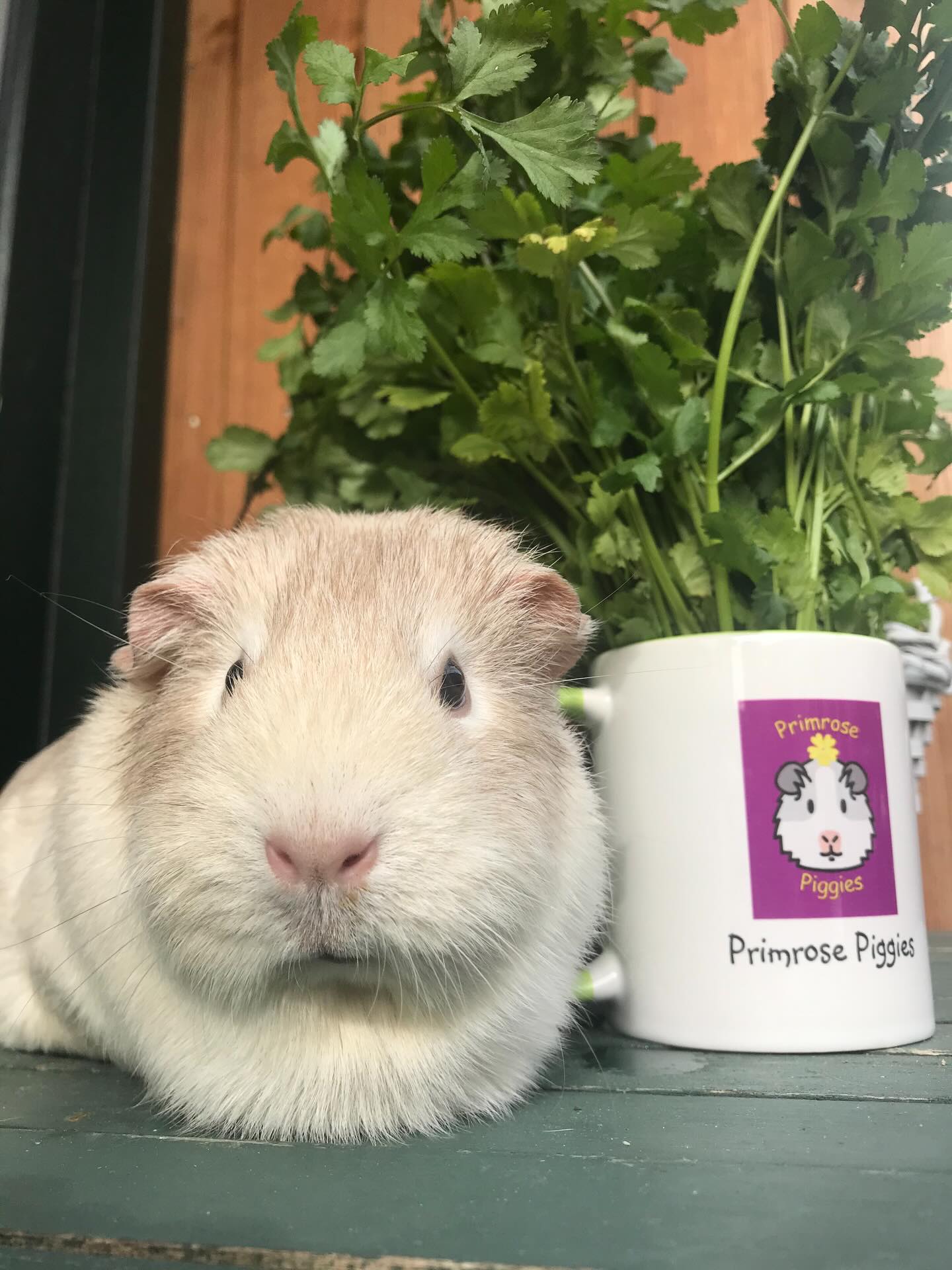 EASTER UPDATE 🌼🌸
It’s been a crazy few weeks here. We’ve had a hospital stay, house renovations going on plus the children are now home for Easter as well as our normal busy schedule.
We won’t be able to run visits or nail trim clinics for a while.
We’ve had a few “interesting” incidents lately- more to follow 🙄.
Primrose Piggies is totally family run in our own time and at our own expense.
We share the load and support each other and laugh a lot- which helps!!🤣
Hope everyone has a lovely Easter 🐣
❤️