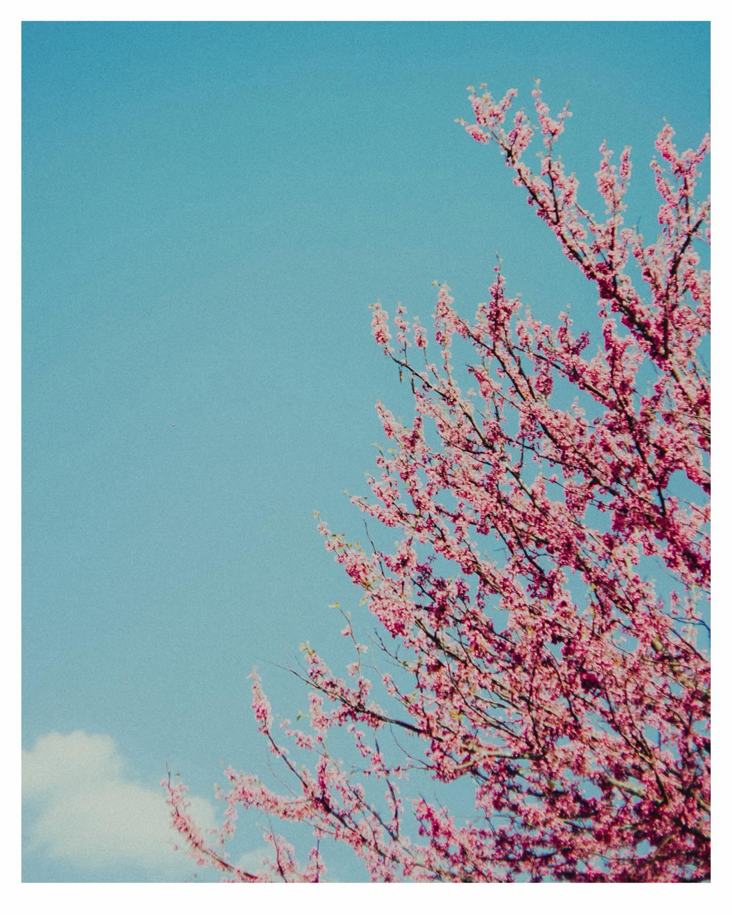 I bloom I grow. 🌺