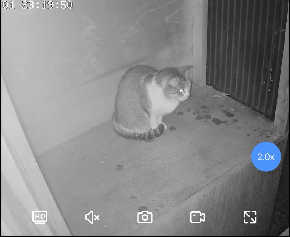 おはようございます😊
GOODLUCK Anjo 石原です
昨晩、布団に入って寝ようと思った瞬間
店舗の裏に設置してある防犯カメラから、「侵入者検知」と通知が来たので、恐る恐るアプリを開いたら
ニャンと?
あっ、何と猫でした🐈
昨晩は雨が降っていたので、店舗の裏に作ってある棚の上で、猫ちゃんが雨宿りをしていました
可愛かったので、奥さんと一緒に見ていたら、目が合ってしまいました 笑
あっ、ただそれだけです😅
この絵に描いたような猫背具合
(3枚目の写真)
さすがは猫ですよね!
という、ただの平和な投稿🕊️
それでは、もう少ししたら施術に入らせて頂きたいと思います。
今日も1日よろしくお願いいたします☺️
#防犯カメラ#猫#癒し#猫背