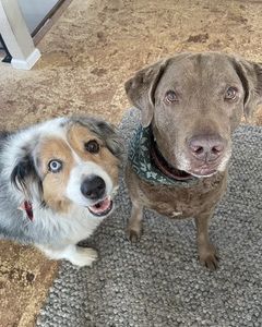 The eyes tell it all: double the dogs, double the trouble!
#WoofHoofMew #petsitting #petsitter #dogsofcolorado #unlikelyfriends #caninecompanions