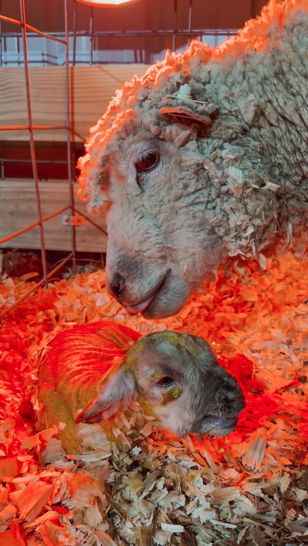 Birth never ceases to amaze me. What a miracle. 🤎🐑🥹
#farm #homestead #farmlife #sheep