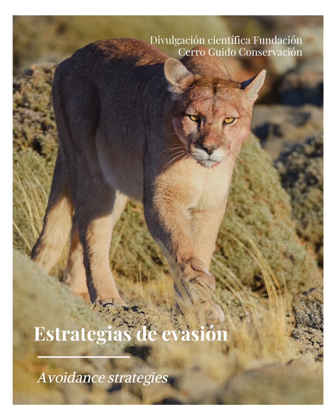 Compartir territorio no significa encontrarse.
El puma, único depredador tope, marca el ritmo del ecosistema. Y otros felinos, como el gato de Geoffroy, responden a su presencia evitando coincidir con él para reducir el riesgo.
El puma se activa en horas crepusculares 🌅
El gato de Geoffroy, en la noche 🌙
Una separación en el tiempo que reduce encuentros directos y permite que ambos habiten el mismo paisaje.
Así funciona un ecosistema sano: no desde la ausencia de conflicto, sino desde la adaptación 🔄
En este paisaje, el tiempo también es territorio ⏳
Datos obtenidos a partir de cámaras trampa en Cerro Guido.
-
Sharing territory does not mean encountering one another.
The puma, as the apex predator, shapes the rhythm of the ecosystem. Other felines, such as Geoffroy’s cat, respond to its presence by avoiding overlap to reduce risk.
The puma is most active during crepuscular hours 🌅
Geoffroy’s cat, at night 🌙
A separation in time that reduces direct encounters and allows both to inhabit the same landscape.
This is how a healthy ecosystem works: not through the absence of conflict, but through adaptation 🔄
In this landscape, time is also territory ⏳
Data obtained from camera traps in Cerro Guido.
#Coexistencia #CameraTrap #WildlifeBehavior #Patagonia #CerroGuido