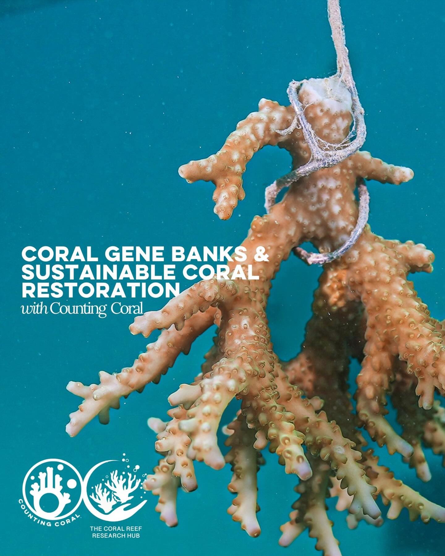 Joining forces with the Coral Reef Research Hub 🌏 @coralreef.researchhub
The Coral Reef Research Hub is a growing platform uniting scientists, storytellers, and ocean advocates to share reef research, and real stories from the field. You can connect with us and our team, and engage on all things coral. We’re also part of their April Coral Matters series!
Keep an eye out for the blog, and in the meantime, explore their platform (link in bio). Whether you’re a scientist or just reef-curious - it’s a space worth diving into.