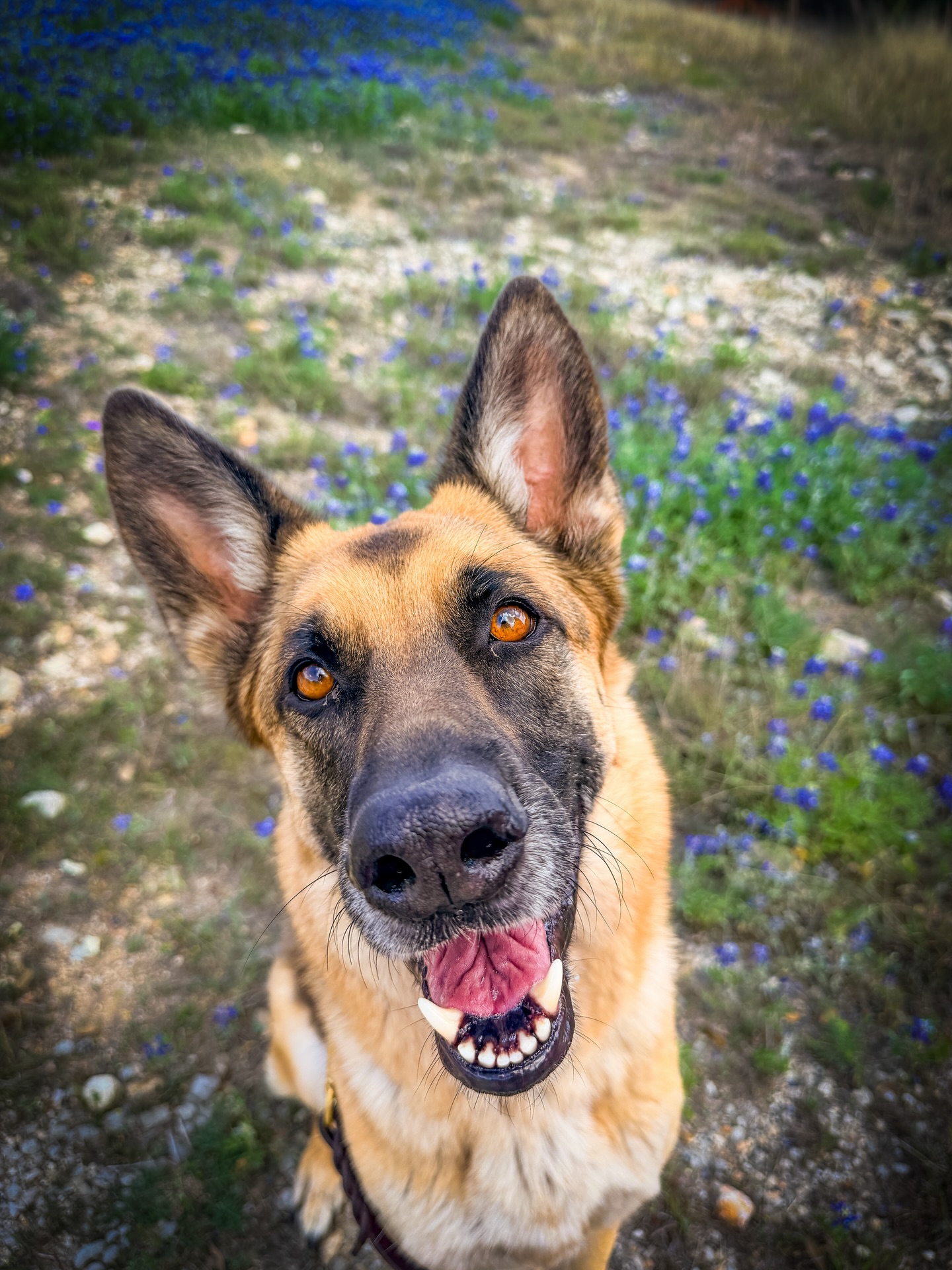 👉 🐾 Kids said no to bluebonnet pics… my fur baby said say less 😂
#TexasMom #Bluebonnets #DogMom #GSDofInstagram #GermanShepherd
