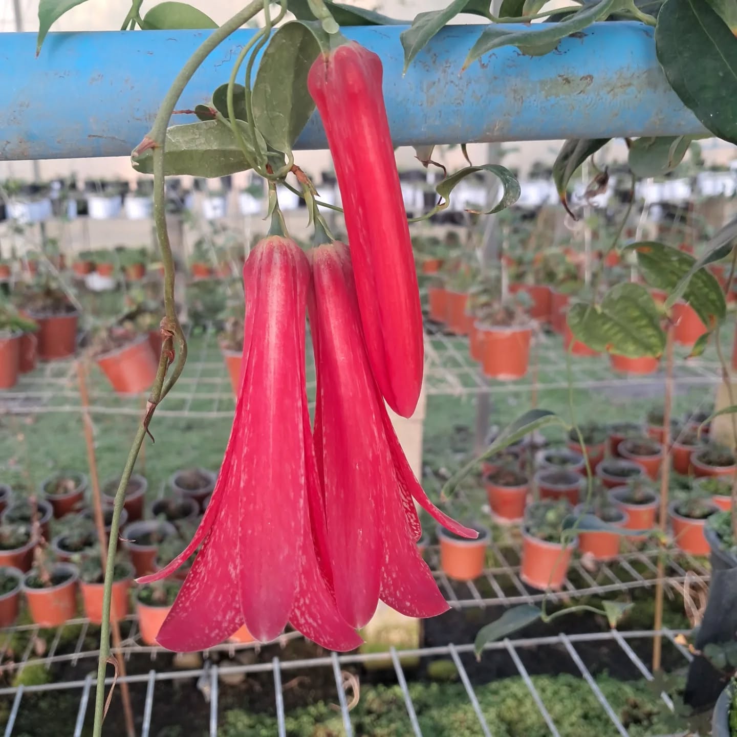 Copihues variedad Trompeta, que diferentes son a otras variedades, existe una gran biodiversidad intraespecie en el copihue. #copihue #flores #flowers #lapageriarosea