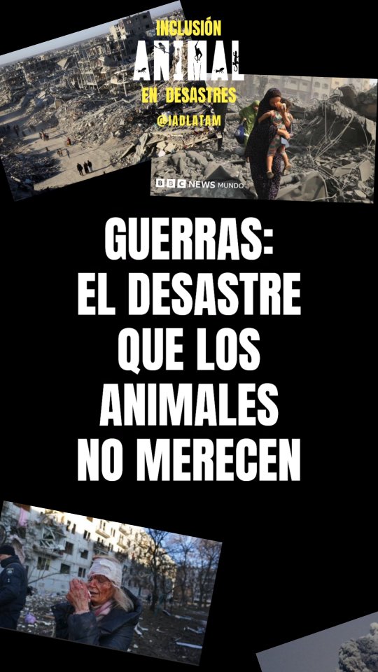 Mientras discutimos fronteras, millones de animales mueren en silencio: bombardeados en zoológicos, mutilados por minas, abandonados sin comida ni agua. En Ucrania, Sudán y Gaza, son el precio invisible de conflictos que no eligieron.
¿Sabías que los acuerdos de paz RARA VEZ los mencionan? Esto es una crisis de humanidad. Comparte este reel y exige que la protección animal sea parte de la solución. El cambio empieza cuando rompemos el silencio. ¿Te unes?
#AnimalesEnGuerra #PazParaTodos #SuVidaImporta
#inclusionanimalendesastres #IADLatam
