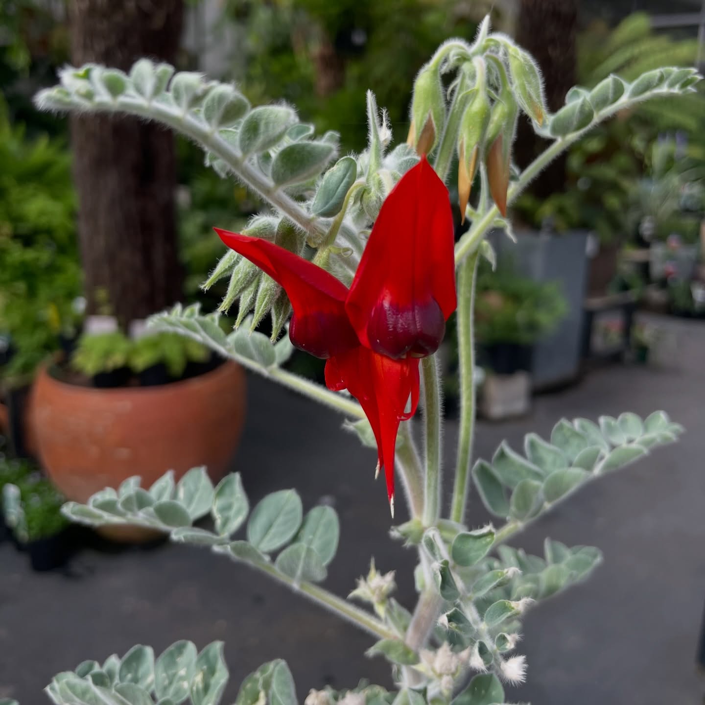 New delivery! Lots of Australia natives as well as old favourites. Myoporum, Ficus pumila, Seaside daisy, Leucadendron, Butterfly bush and more!
If you’re stuck on what to get, have a chat to us and we can suggest the ideal plant for your specific space!
Prices start from $15
Open Tuesday to Saturday 10am - 5pm
Sunday 10am - 4pm
#australiannativeplants #australiannatives #toughplants #droughttolerant aussienativeplants