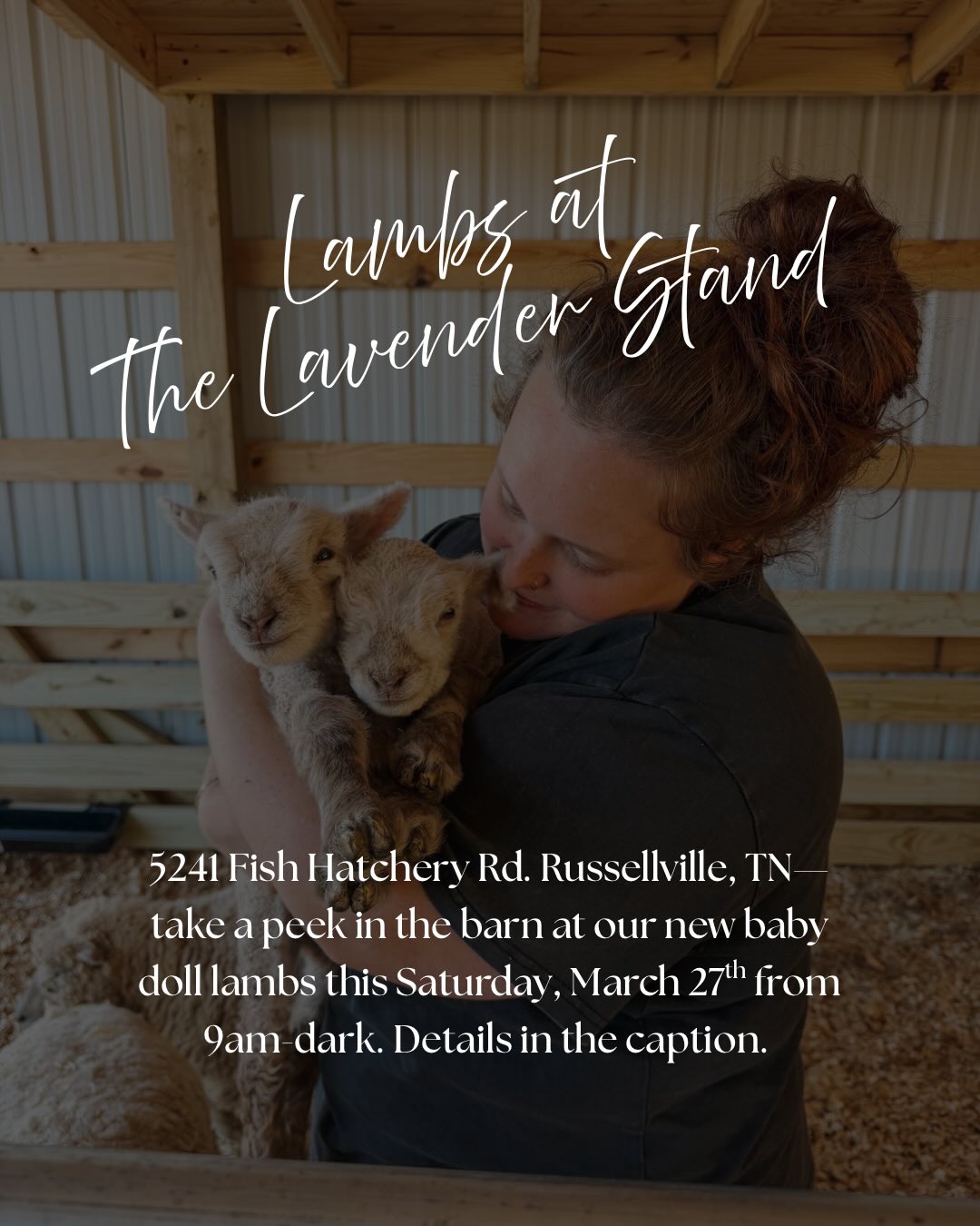 GRASS-FED BEEF, TALLOW PRODUCTS, SOURDOUGH, APPLE CIDER DONUTS, HONEY LATTES, HOMEMADE ITEMS, FRESH EGGS, BABY DOLL LAMBS, and MORE ✨
The Lavender Stand is open every Saturday from 9am-dark. This is a self serve stand operated on the honor system.🪻
5241 Fish Hatchery Road Russellville,TN- We are located 15 minutes from Manley Baptist Church. Just come up the gravel drive, and the stand is located under the magnolia tree. There is a sign at the mailbox that says “the lavender stand.”
COME & SEE the baby lambs! 🤎🐑
They are located in the barn at the top of the hill. You might even get a chance to pet them if we are available. Please do not open any gates and enter the barn at your own risk. Stay outside the fence. Feel free to pet the babies if they come see you at the gate. We are not responsible for your children so please be aware of their surroundings. We ask that you do not pet the livestock dog. 🤎🐑
Please share with a friend! 🖤
#farmstand #homestead #babydoll #lambs #farm