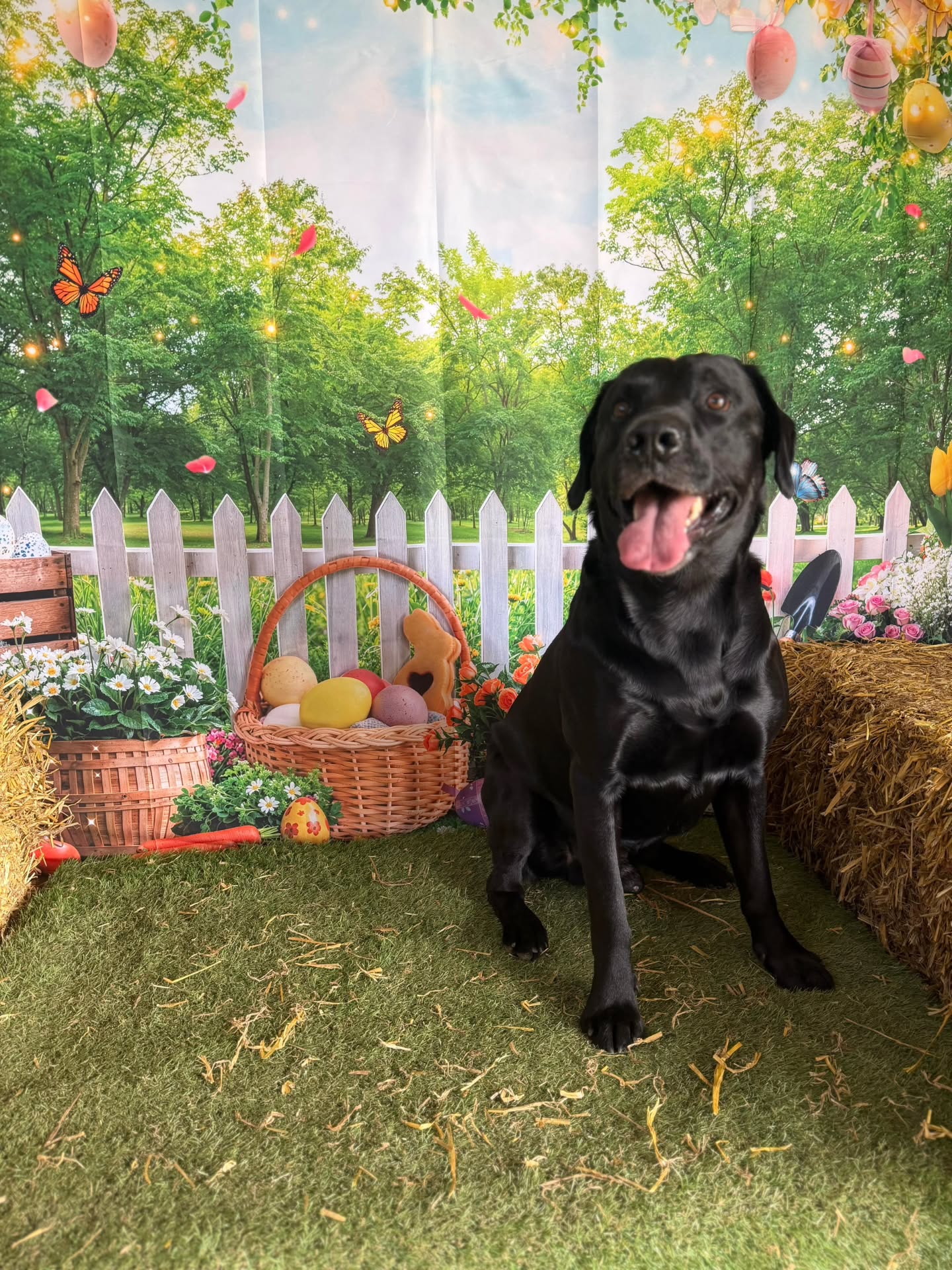 It's that time of year! ๐ฃ๐ซ
We've set up an Easter photo booth in each training field. Thank you to Hunter for being our paw-ster boy ๐ธ
๐ฒ Visit the link in our bio to book your walk and snap an Easter pic too!
#WanderlustWalkies
#DogFieldDevon
#DogWalks
#HappyDog