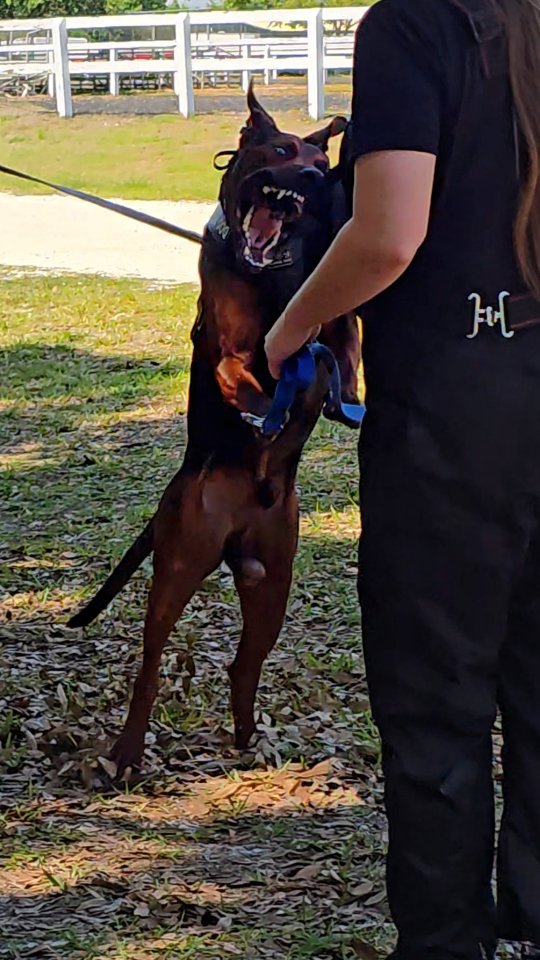 Sire to Rieka’s litter & best scoring CRD Male in the world
First time on a back line.
No hesitation. No confusion.
Full commitment.
Clear head. Strong, full grips.
Genetics don’t lie.
Power. Precision. Presence.
A litter built to produce legends.
-
Tillman 🐍 Cobrafang
-
Laizhou hong chinese red dog
-
Nothing for sale, DM to inquire about the breed!
-
dutch shepherd sighthound #rarebreed #protectiondog #chinesereddog beauceron schutzhund protection dog psa german shepherd guard dog trainer preservation chinese red dog #dobie