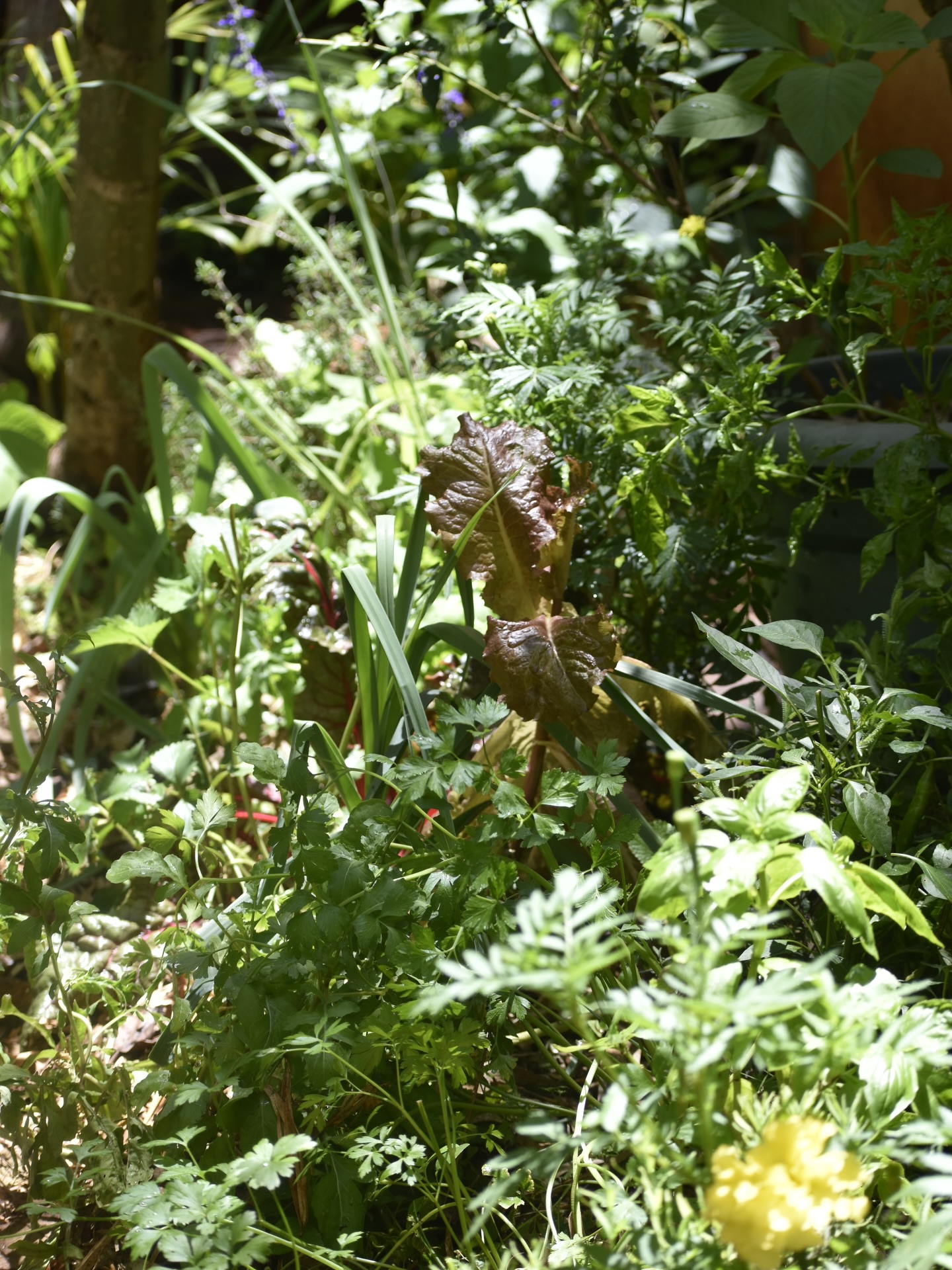 Some weekend maintenance to get this looking at its best and make room to add more varieties. And loving how are beans falling over our ever giving chilies 🙌
Note all of this emerging is already within a two month window, and timed well with the rains we just had.